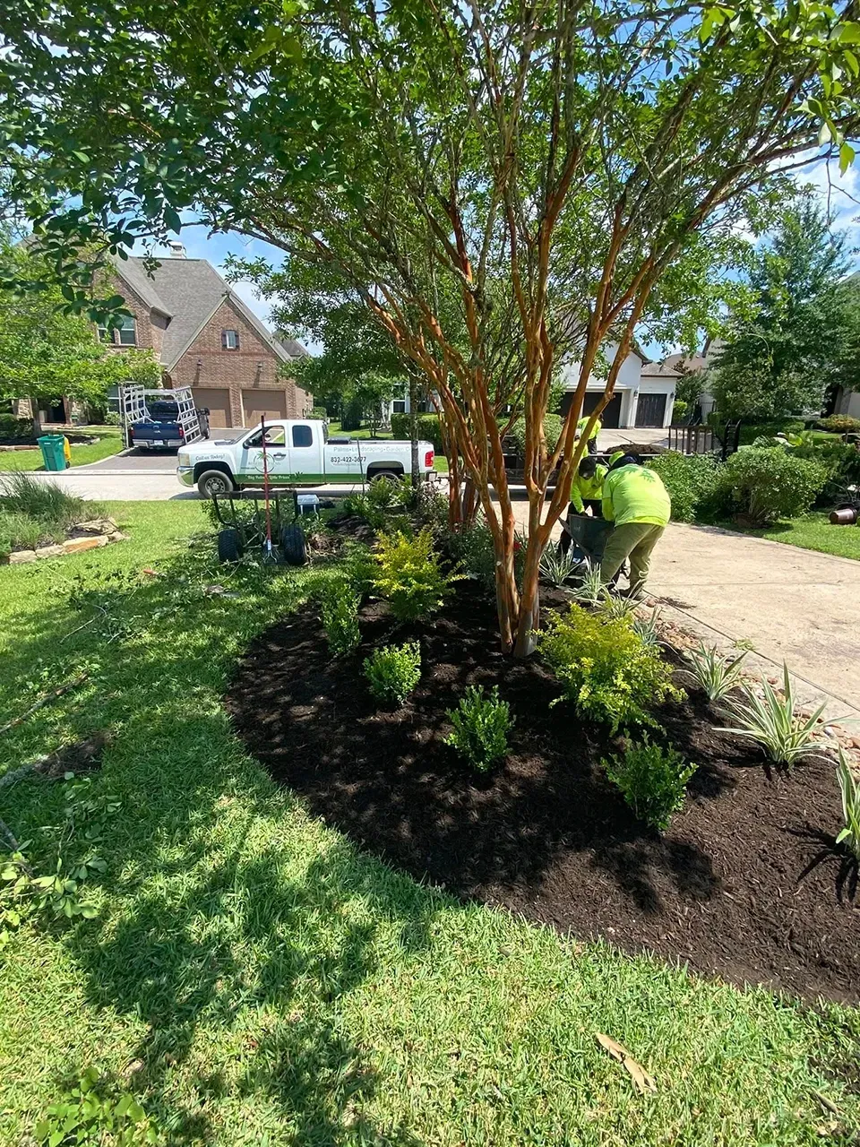 Person mulching a landscaped yard with a tree and dark mulch in a suburban front garden.