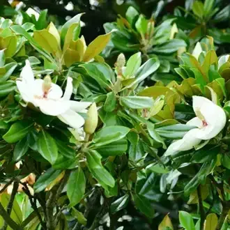 Rosehill Palms - Create Timeless, Traditional Landscaping with Classic Plants - Magnolia and Live Oak