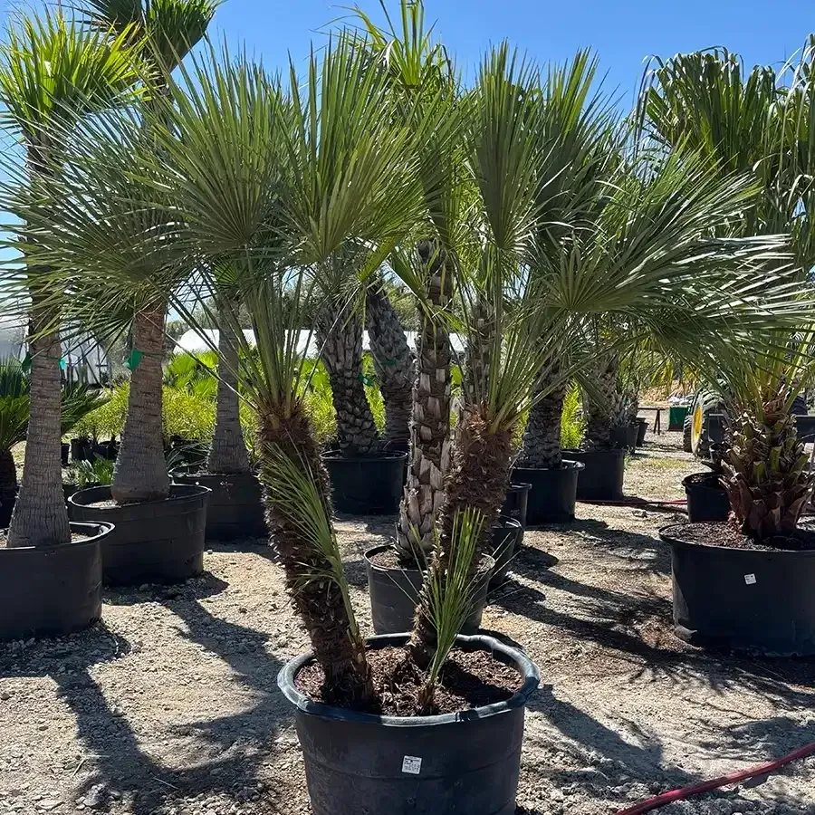 Potted palm trees in a sunny outdoor nursery, with rows of plants on gravel.