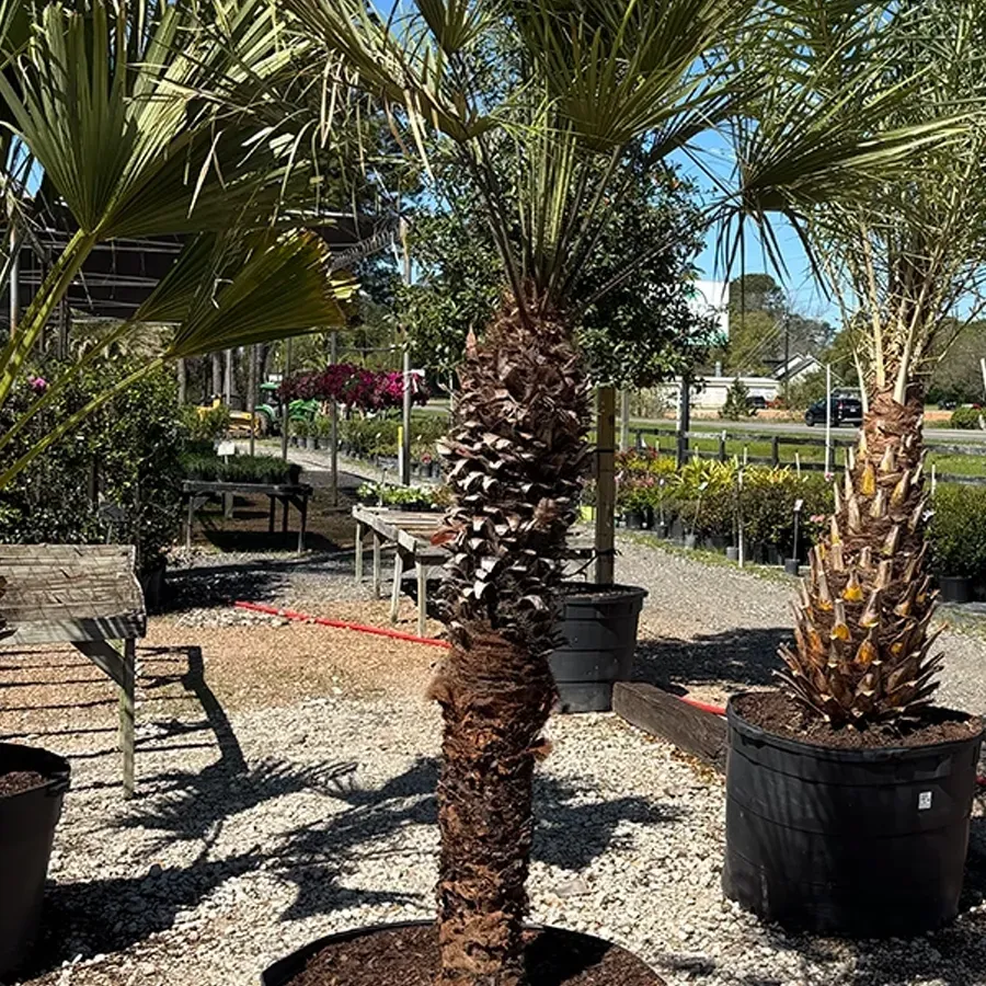 Potted palm trees in a sunny garden center with gravel ground and benches