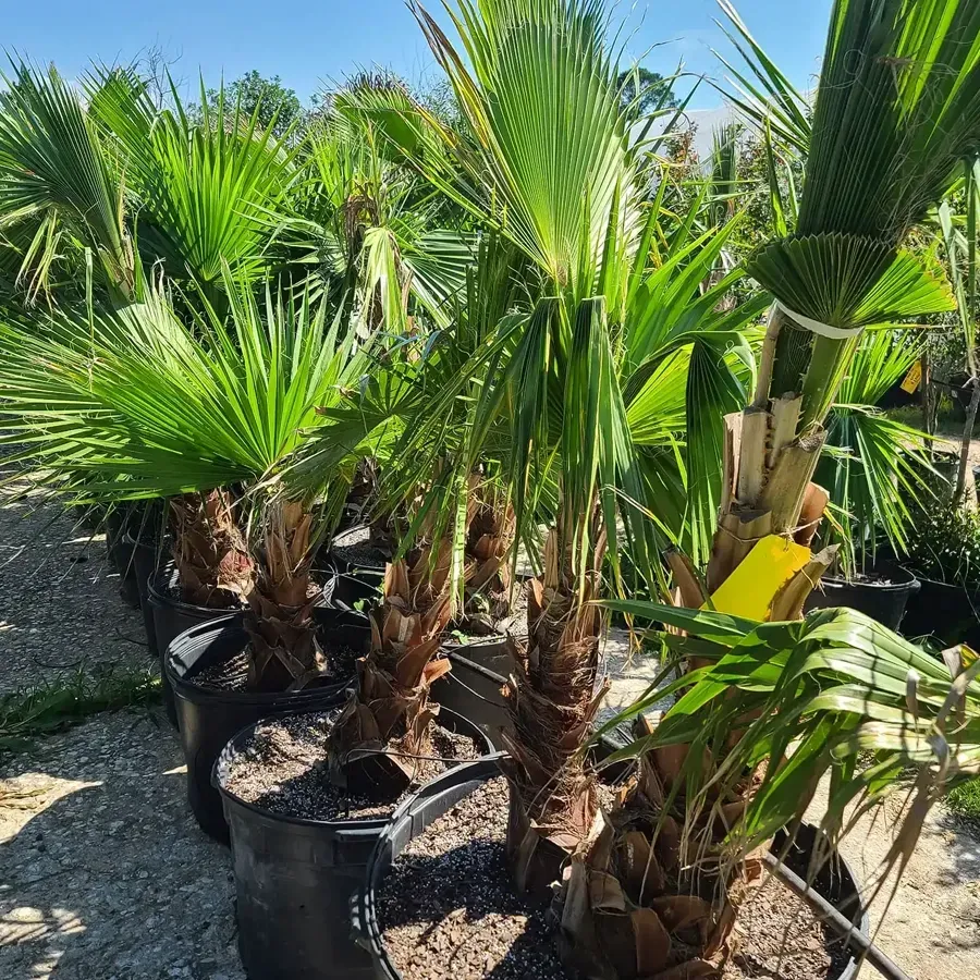 Potted palm plants in a sunny outdoor nursery, with green fronds and black plastic pots
