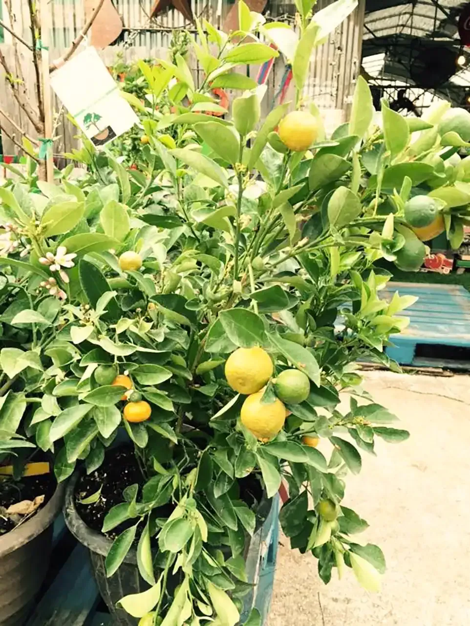 Lemon tree in a pot, laden with yellow and green citrus fruit, surrounded by green leaves.