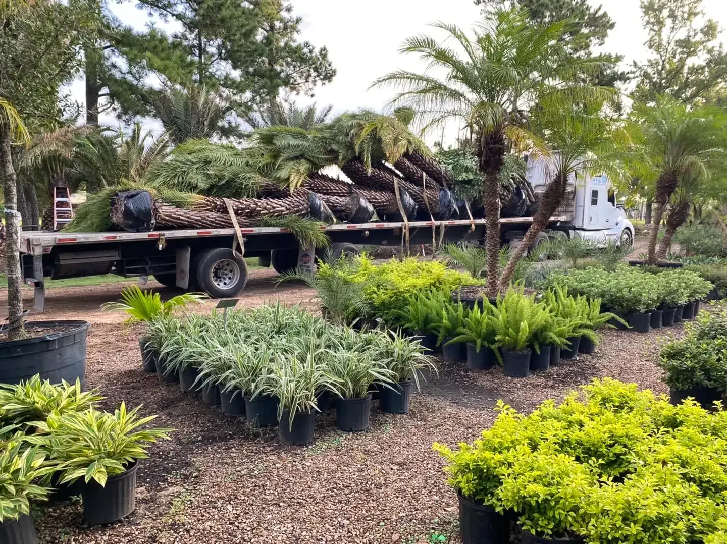 A truck loaded with palm trees, surrounded by potted plants in a plant nursery.