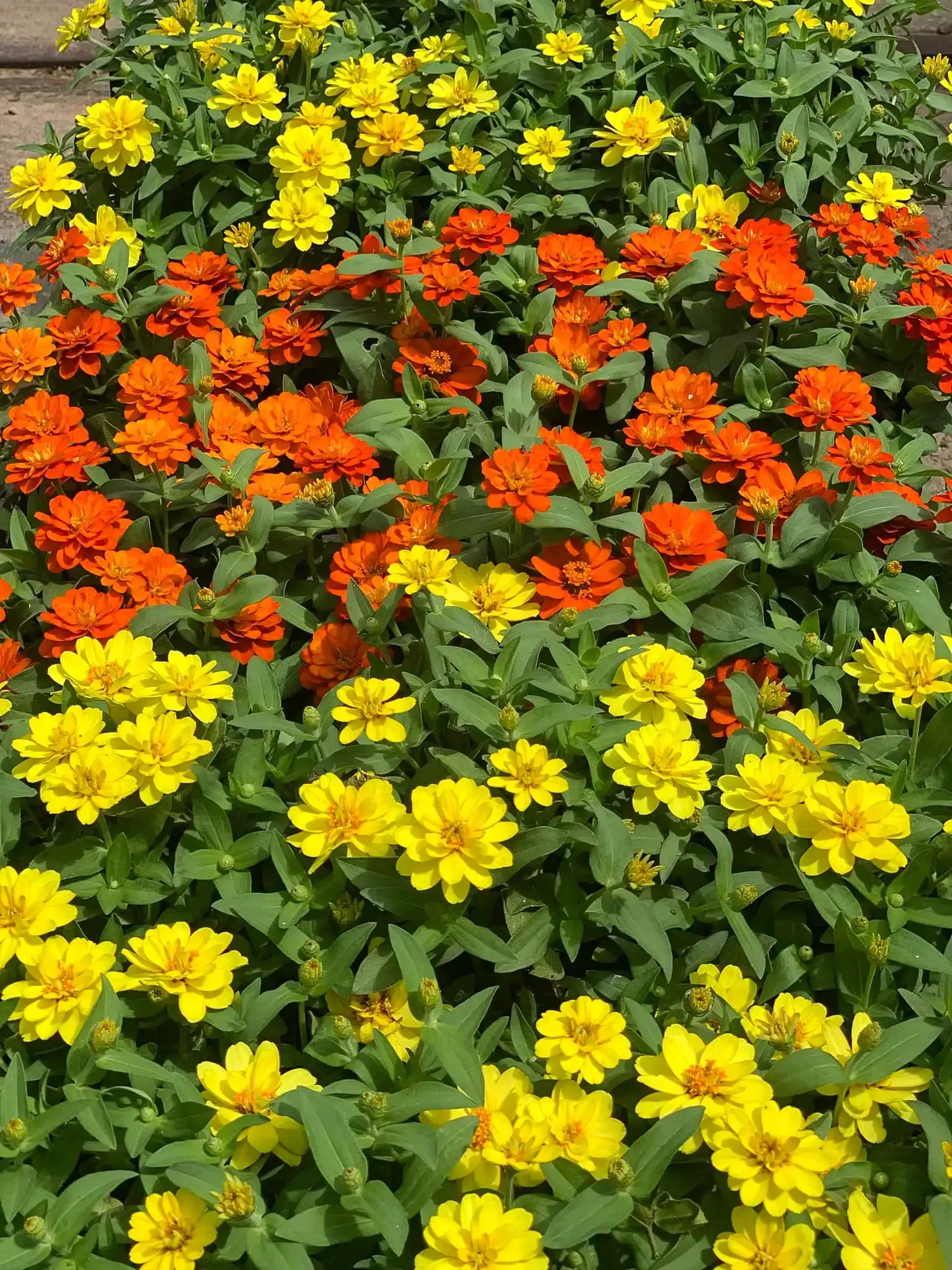 Rows of yellow and orange zinnias in a garden bed, with green foliage.