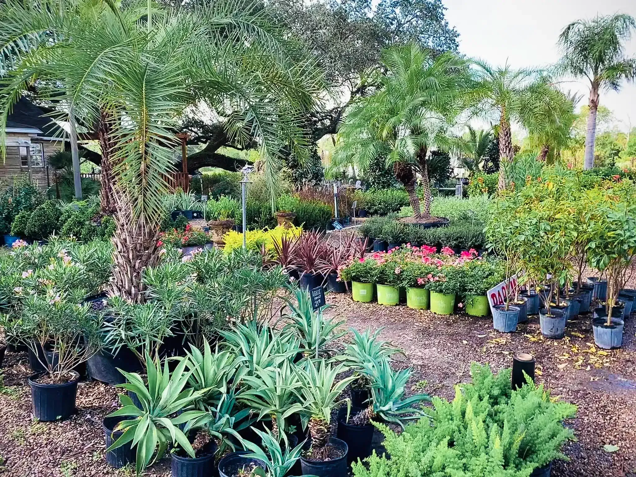 Rows of potted tropical plants in a nursery, with colorful flowers and trees in the background