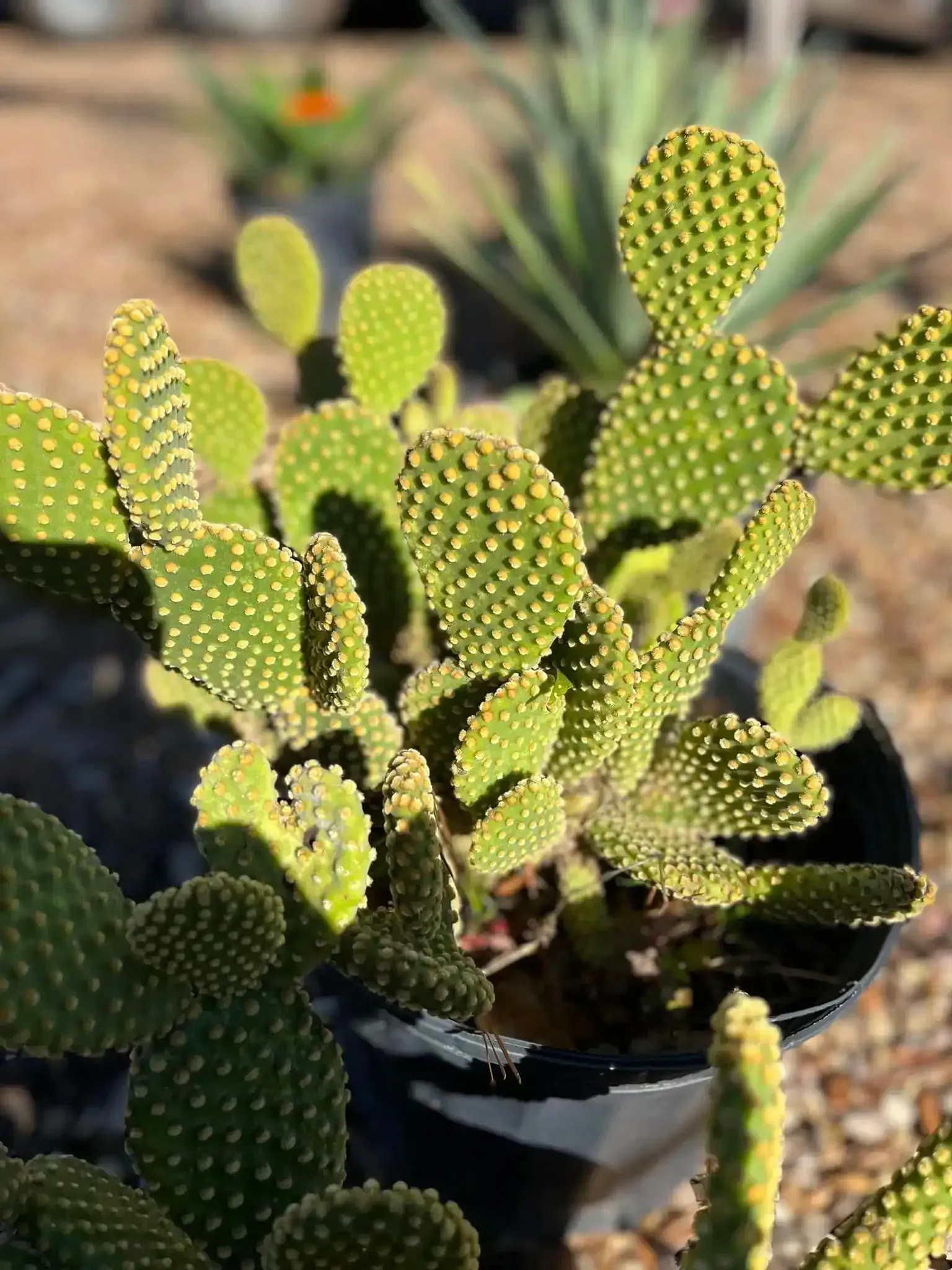 Bunny ear cactus in a black pot, green with yellow spines, outdoors.