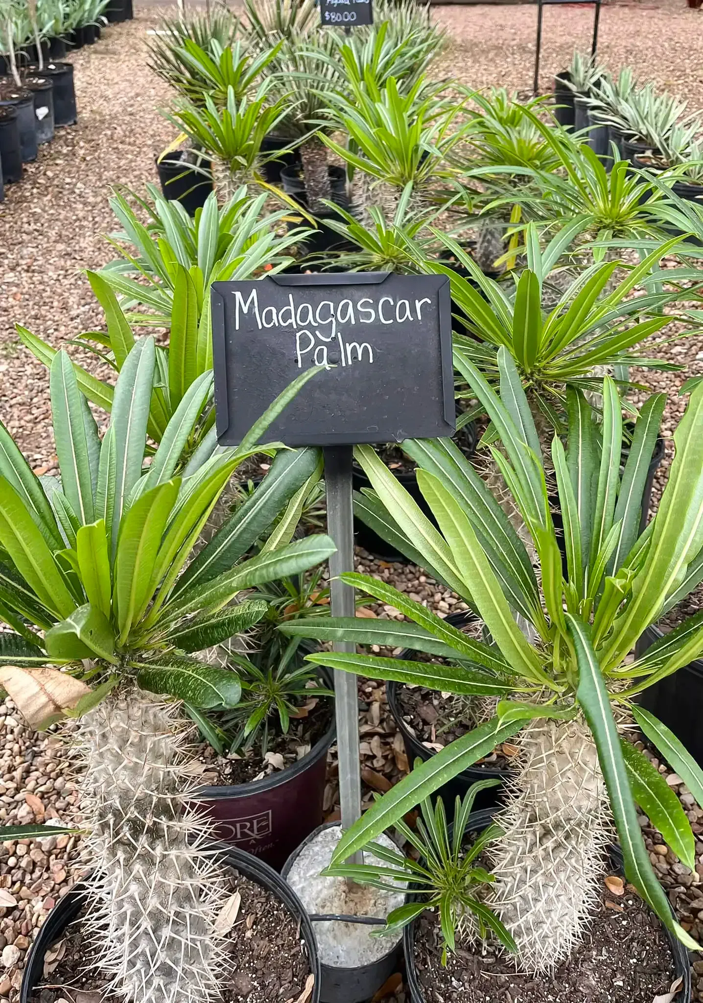 Potted sago palms in a nursery, with a small sign in the center.