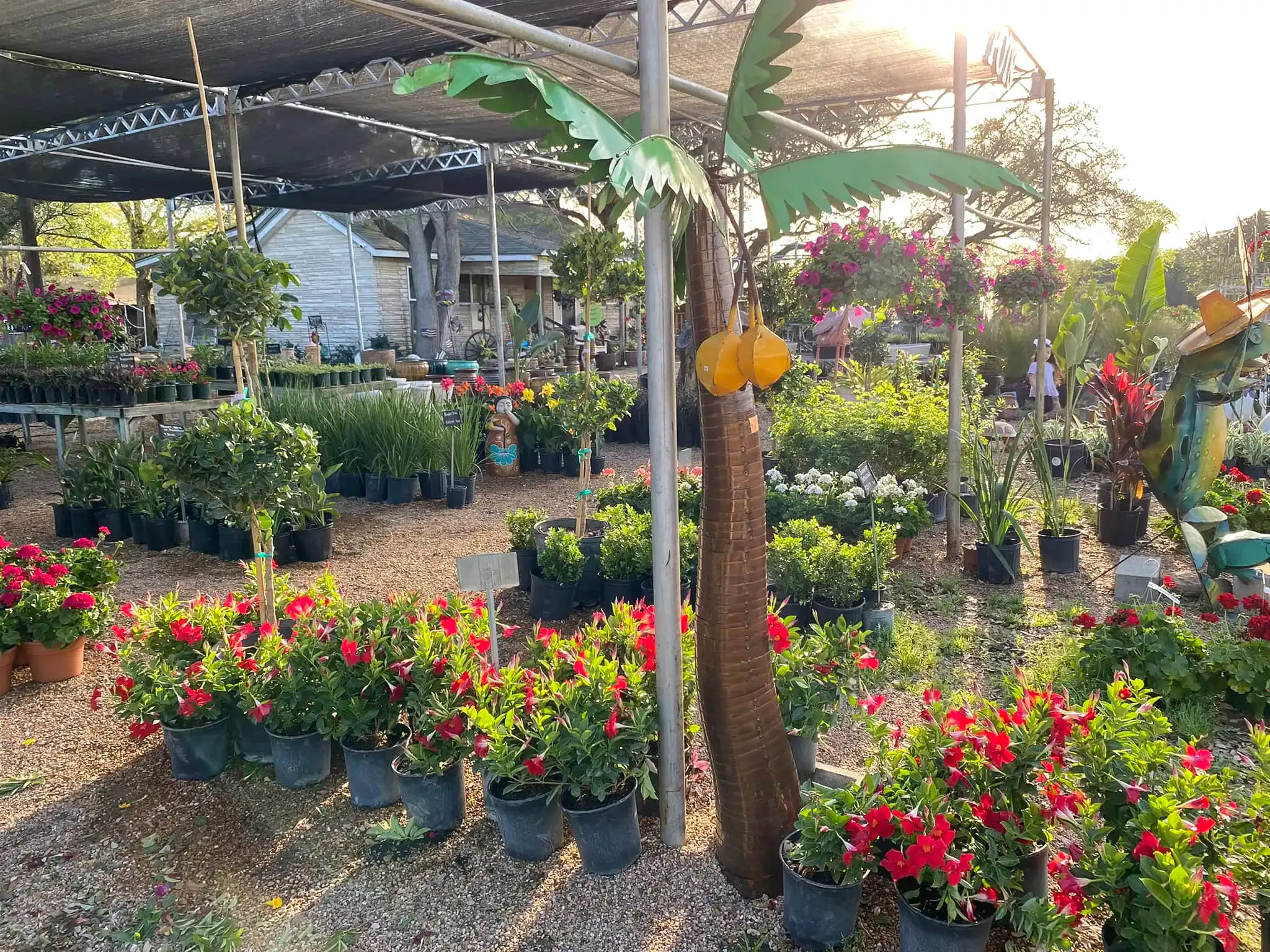 Potted flowering plants in a nursery, with red, pink, and yellow blooms under shade structures.