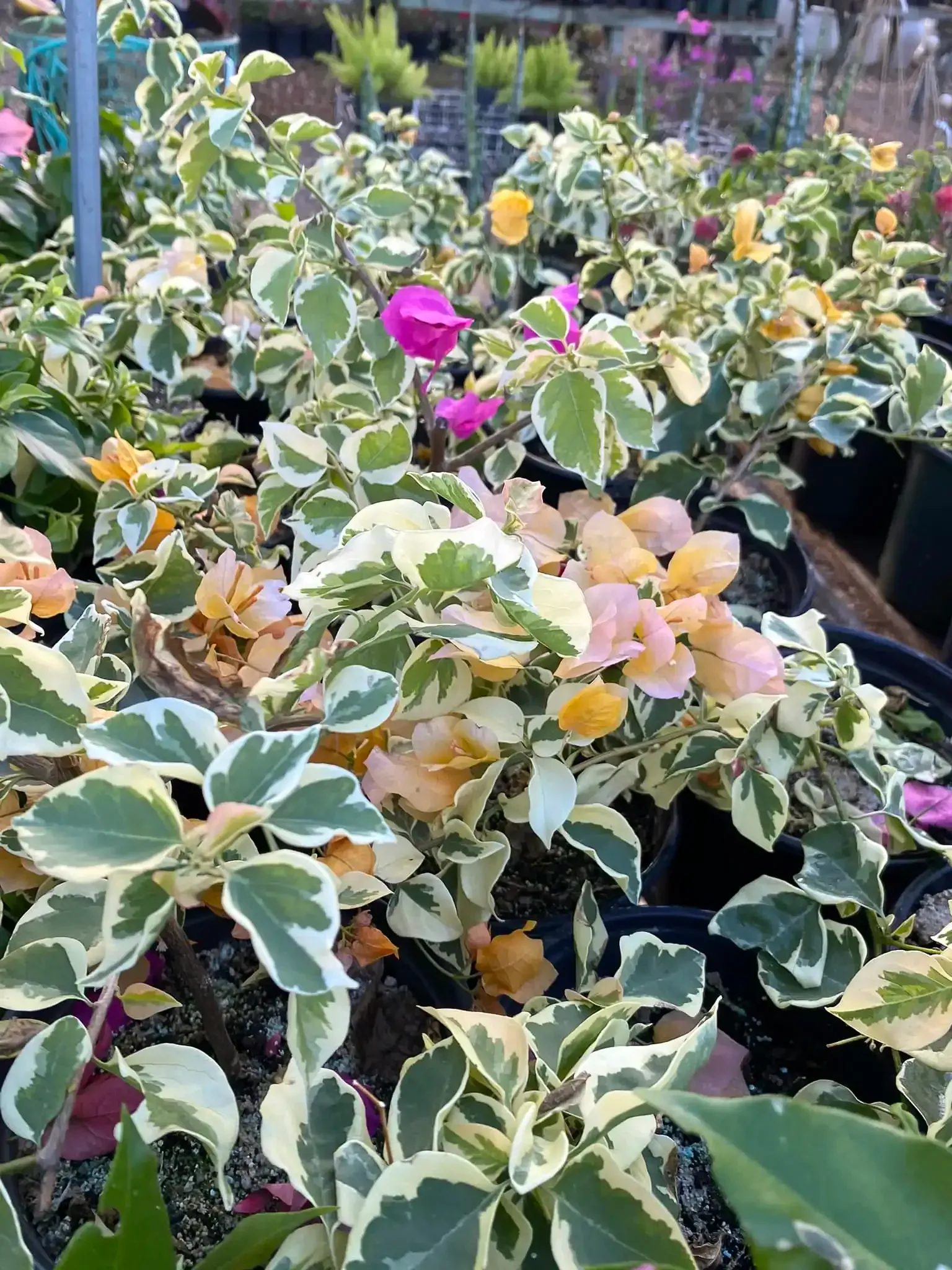 Variegated bougainvillea plants with pink, orange, and yellow bracts, potted in a greenhouse.