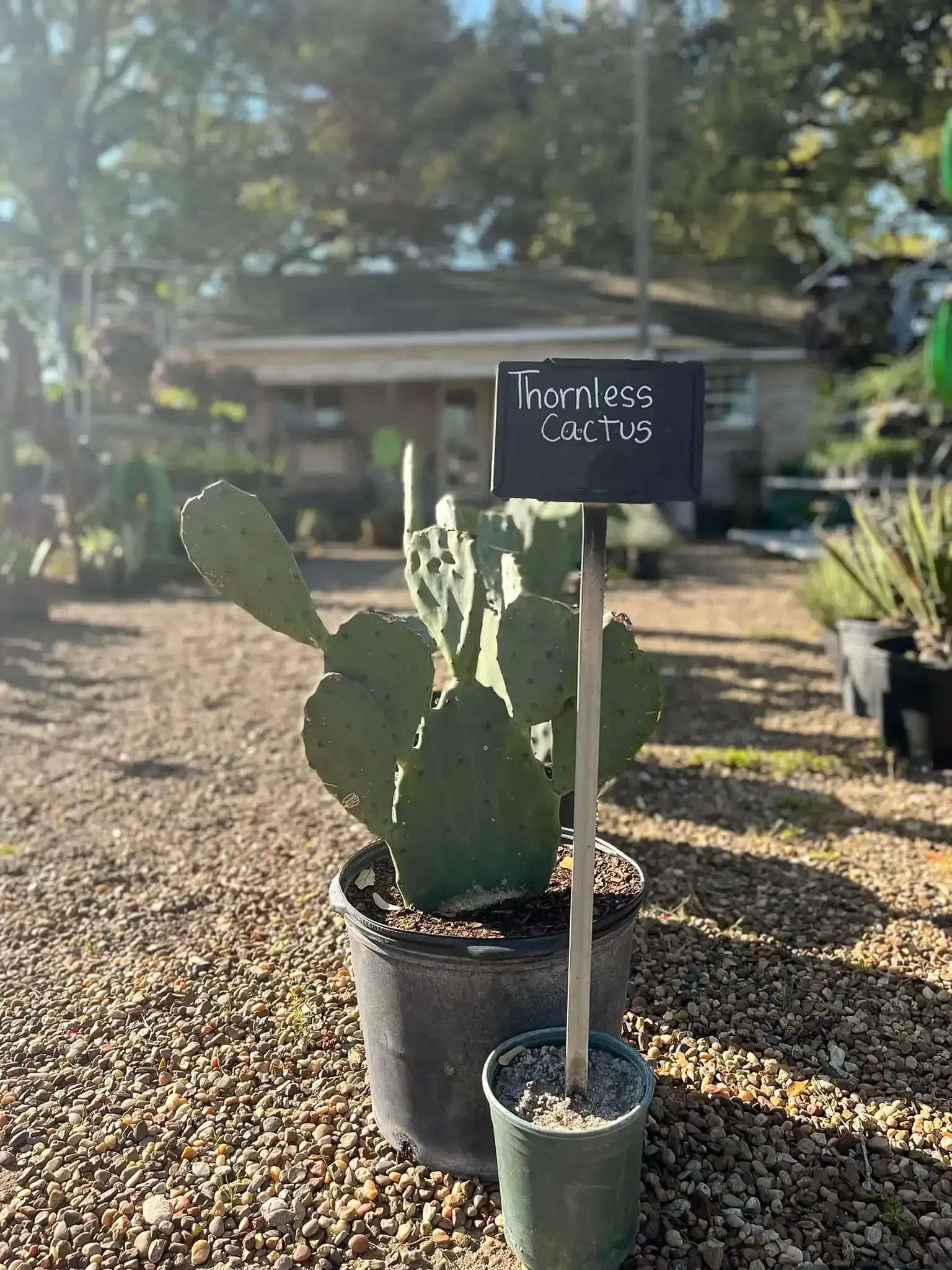Potted cactus labeled “Opuntia cactus” outdoors in a garden nursery.