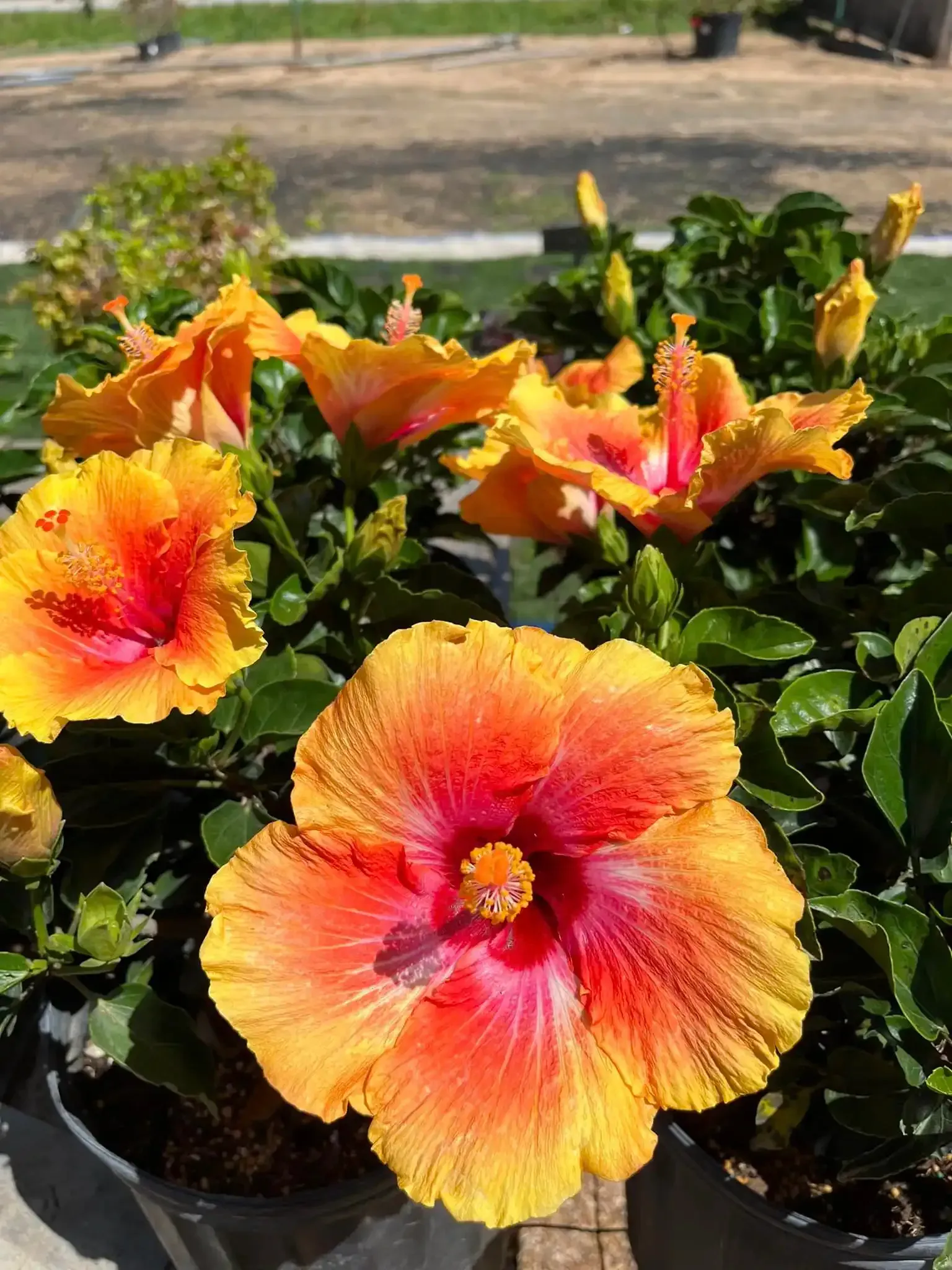 Bright yellow and pink hibiscus flowers blooming in a garden bed with green leaves