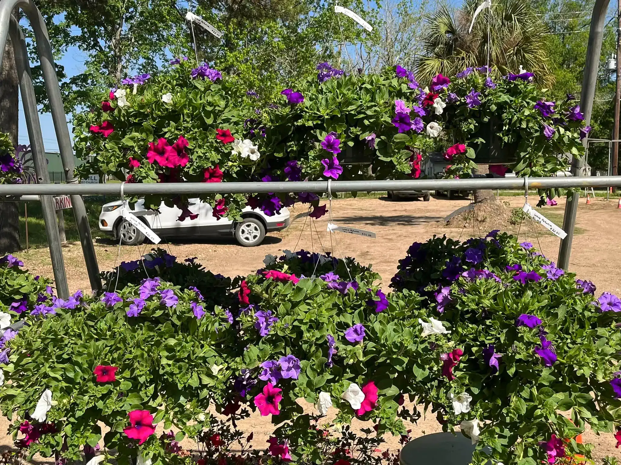 Flowering bougainvillea vines with purple, pink, and white blossoms in a garden under a trellis