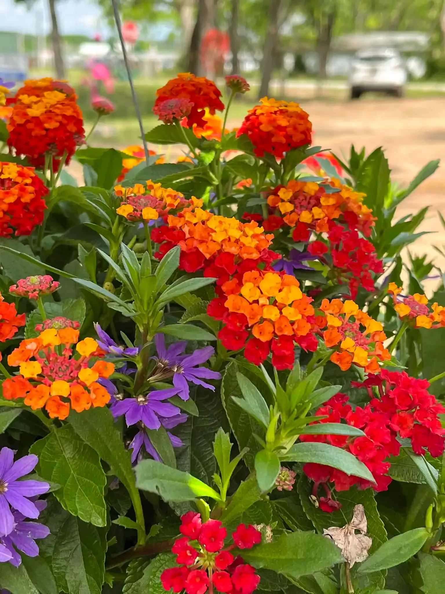 Vibrant hanging basket with orange, red, and purple flowers. Green leaves and a blurry background.