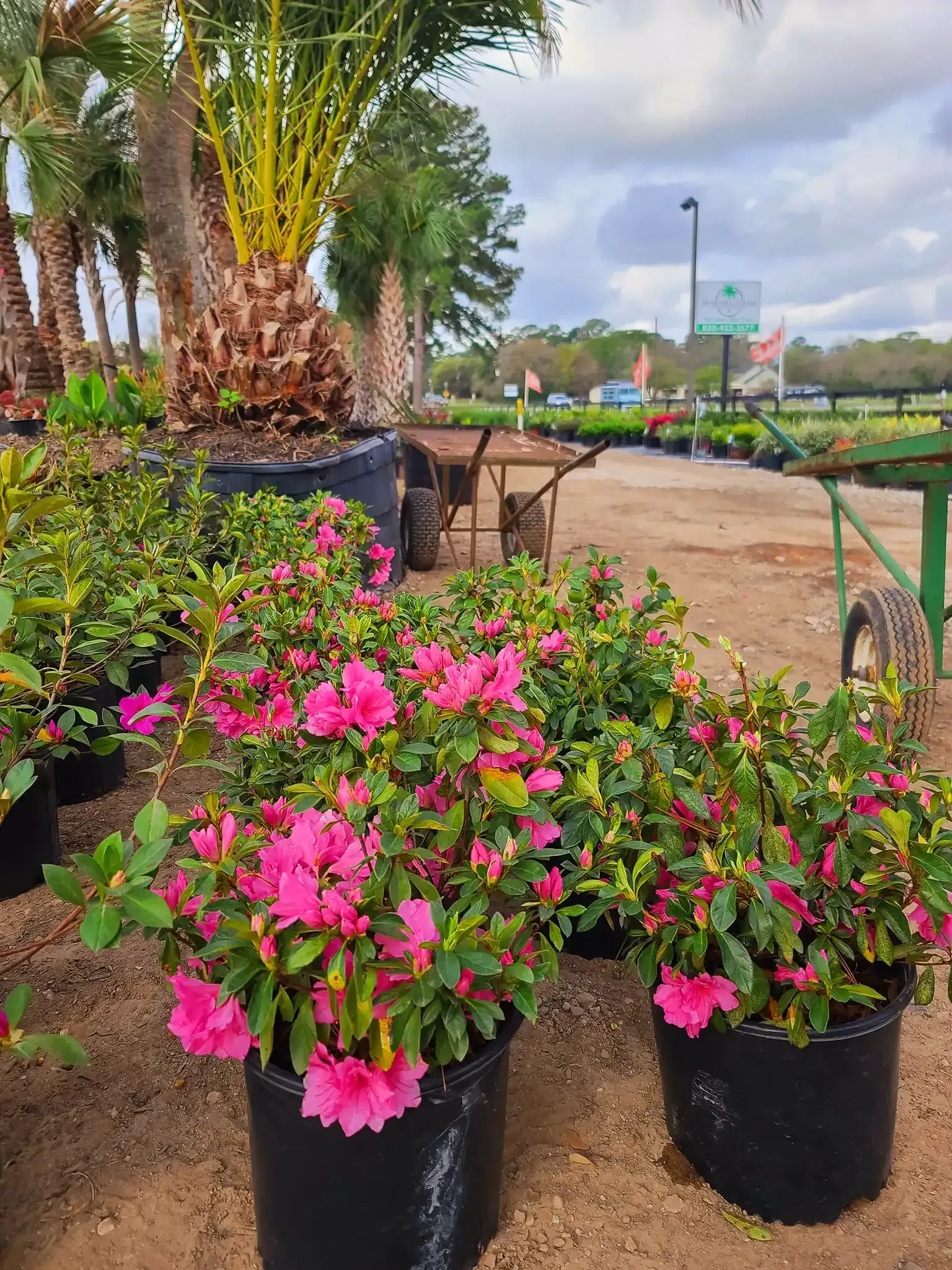 Potted pink flowers beside a palm tree in a landscaped park path