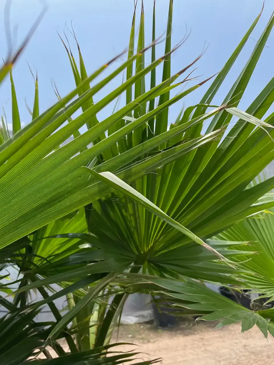 Close-up of green palm fronds against a blue sky, with sandy ground in the background