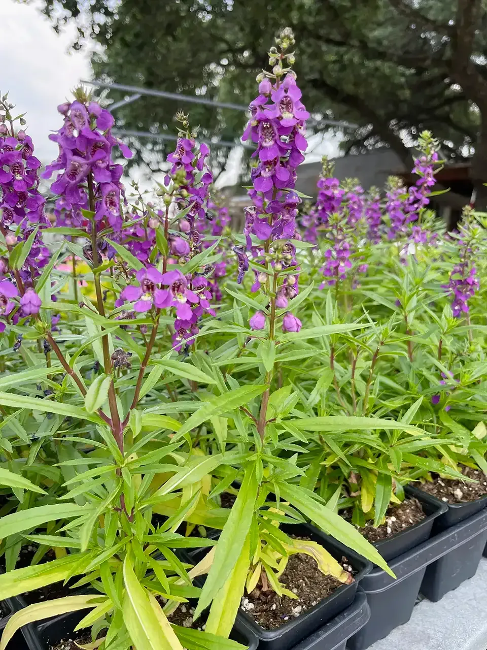 Purple flowering plants in black nursery pots outdoors with a tree in the background