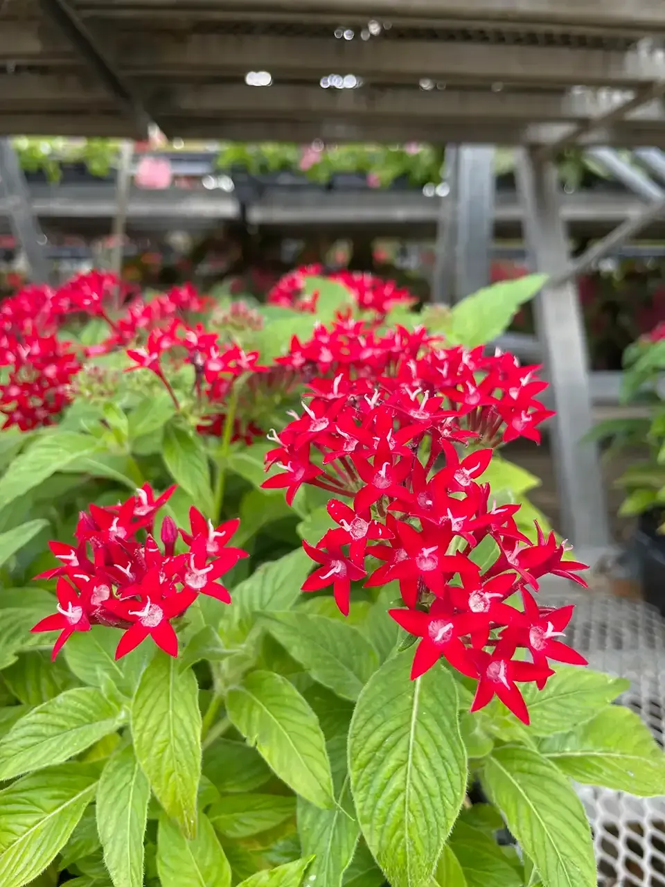 Red star-shaped flowers with green leaves in a garden setting