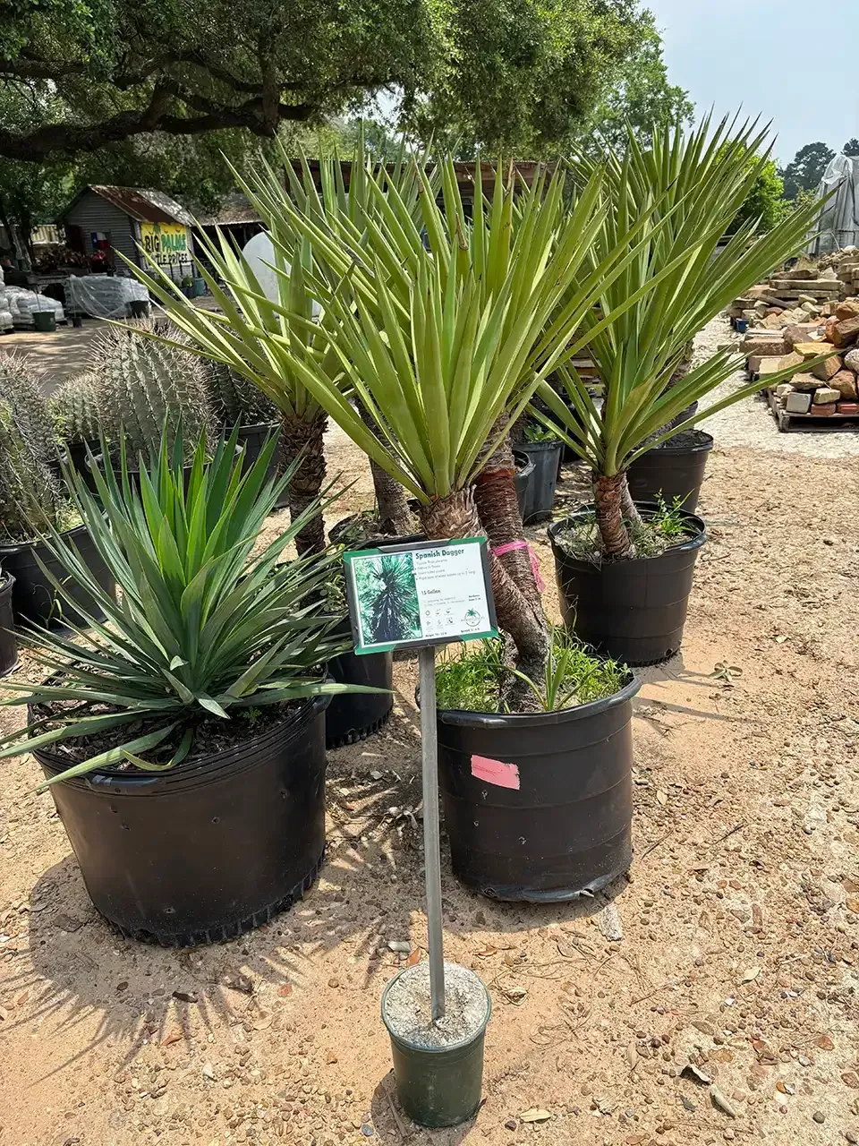 Potted cycads and other succulents are on display outdoors with a small sign.