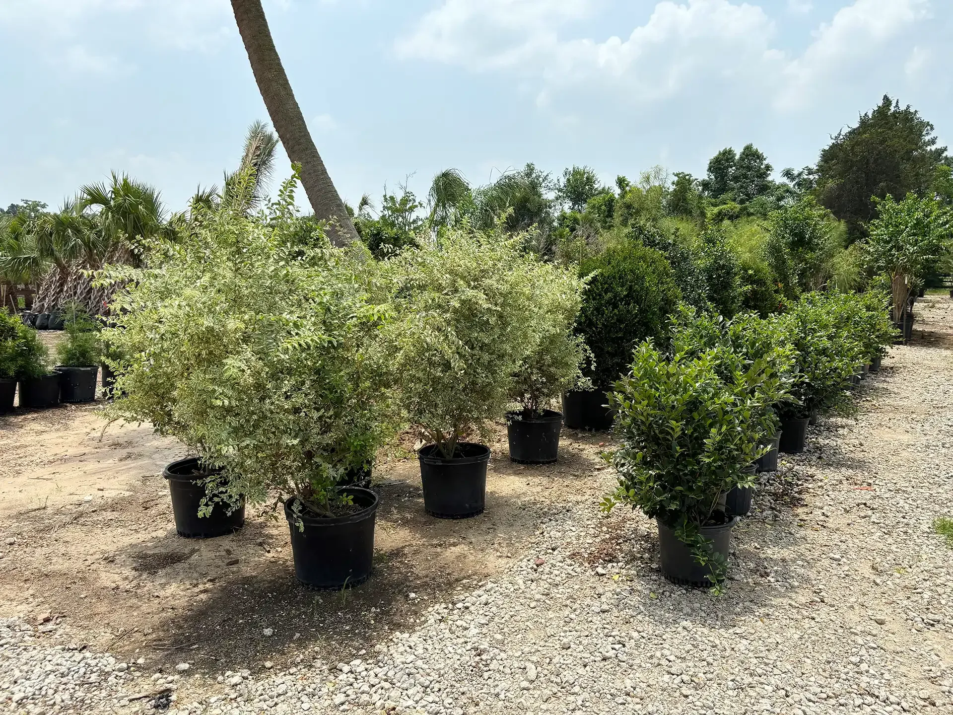 Rows of potted shrubs and small trees in a sunny outdoor nursery on gravel.