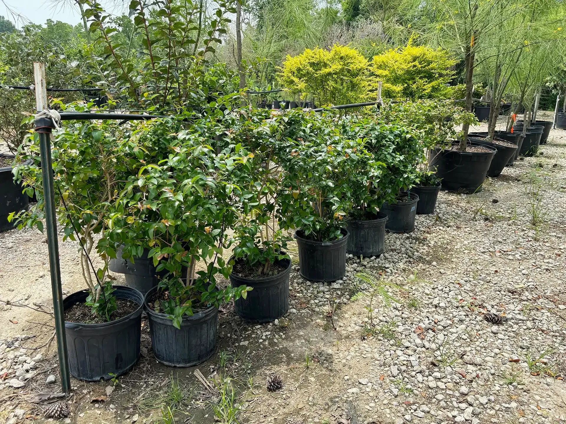 Rows of potted shrubs and small trees in a nursery along a gravel path