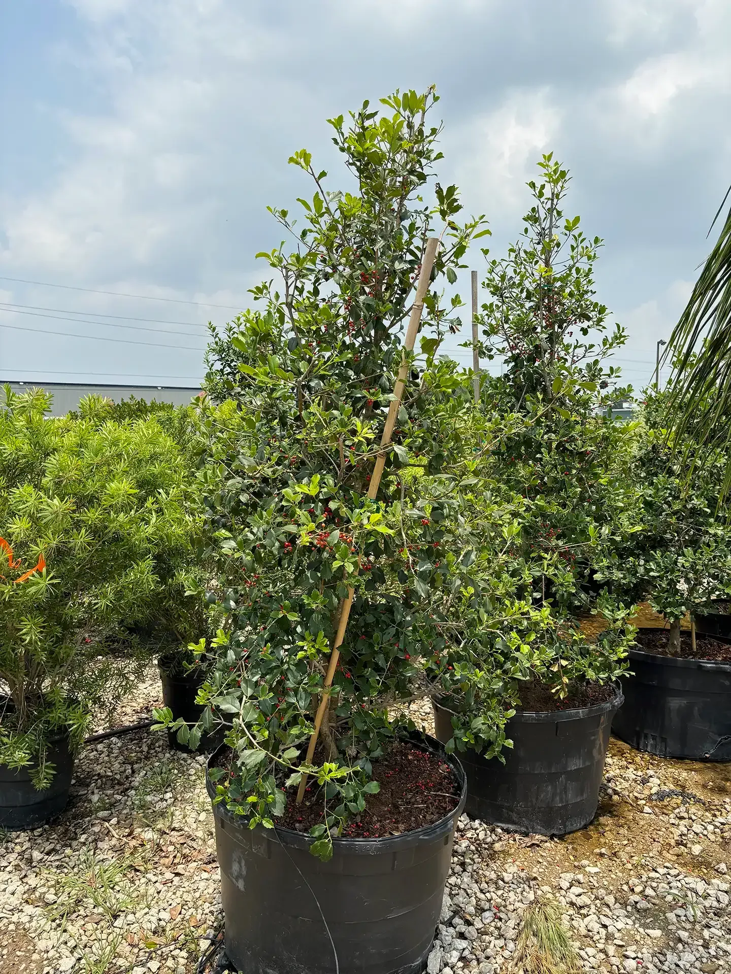 Potted young trees in black nursery bags lined up outdoors under a cloudy sky