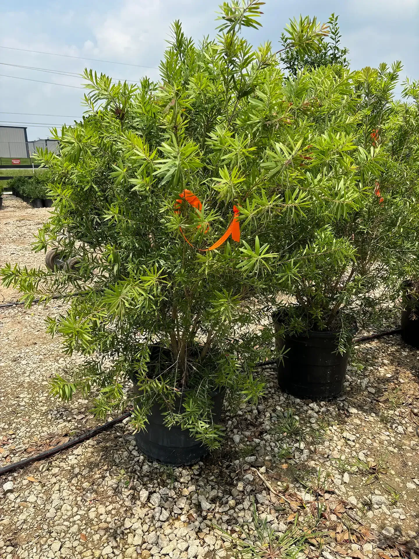 Potted green shrubs in a gravel nursery lot, with an orange tag on one plant
