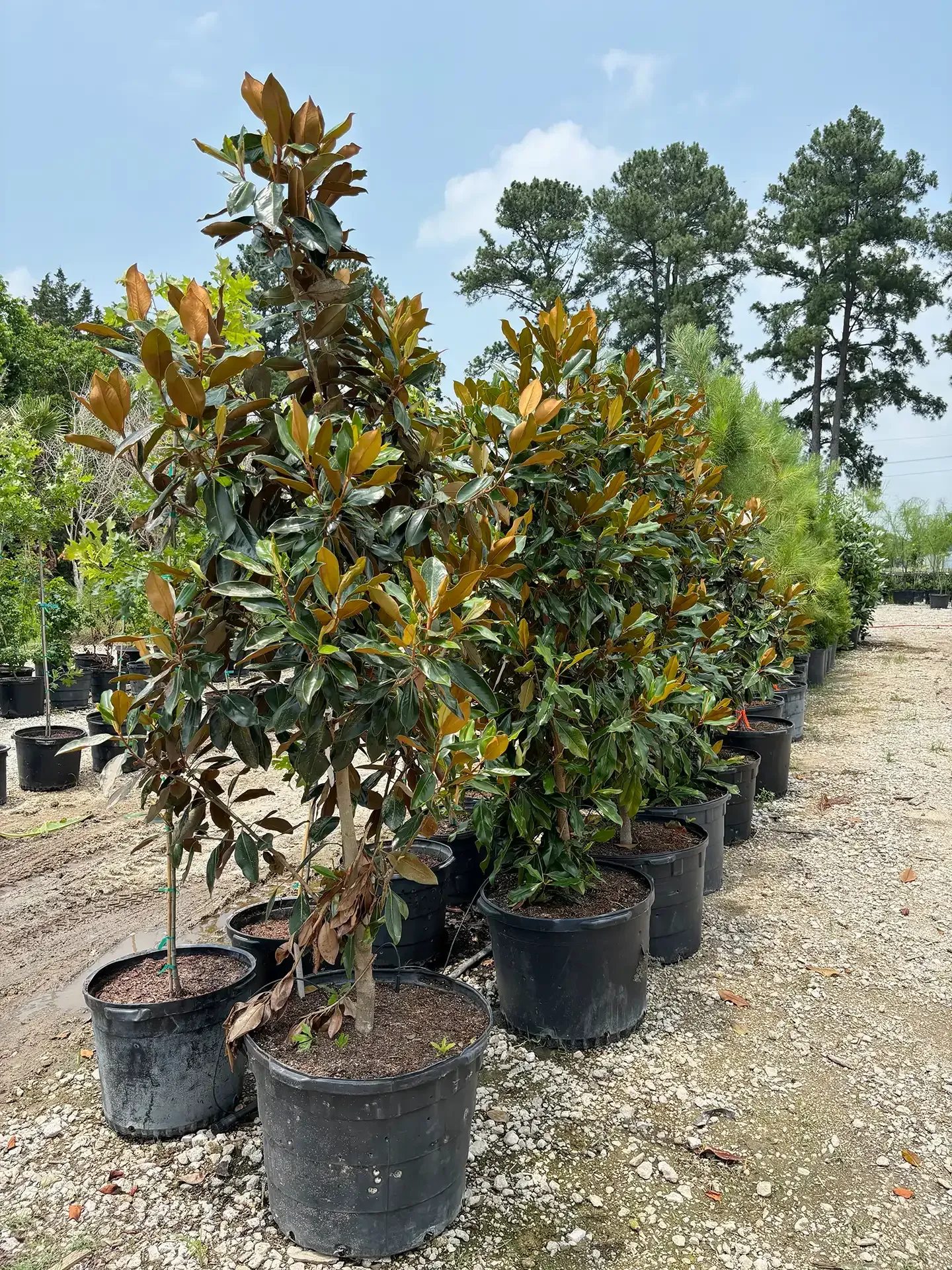 Potted magnolia trees lined up in a nursery, with green and bronze leaves along a gravel path