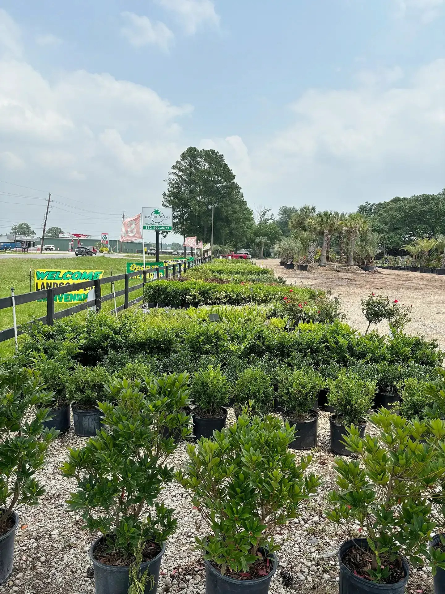 Rows of potted green shrubs in a nursery under a bright sky, with a tall tree in the background