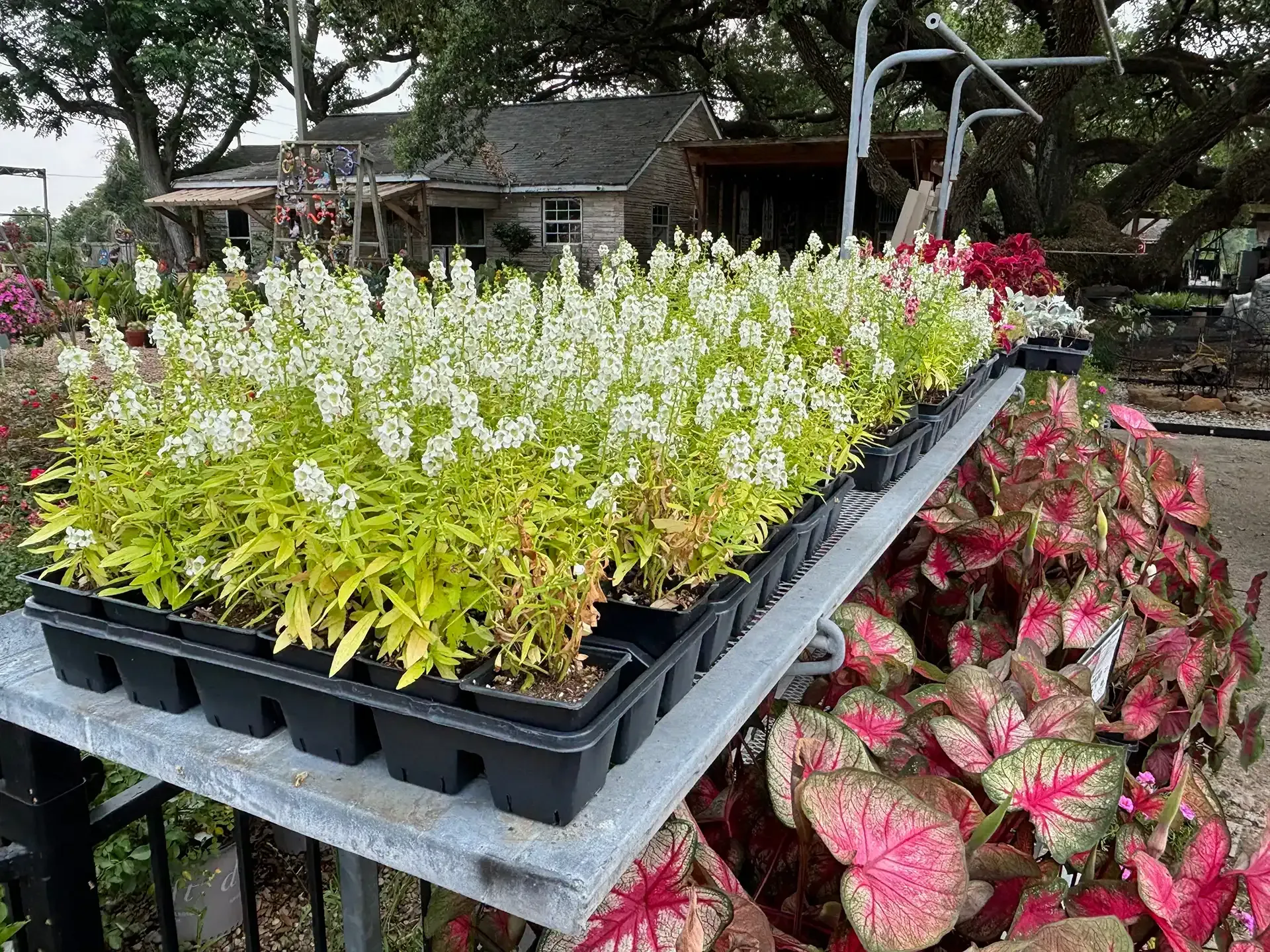 Potted flowering plants on display outdoors, with white, pink, and red blooms on a market table.