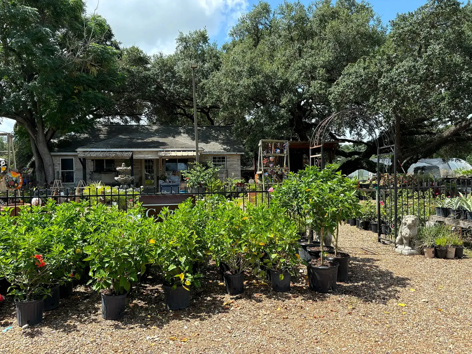 Nursery with rows of potted plants and trees outdoors under a bright blue sky