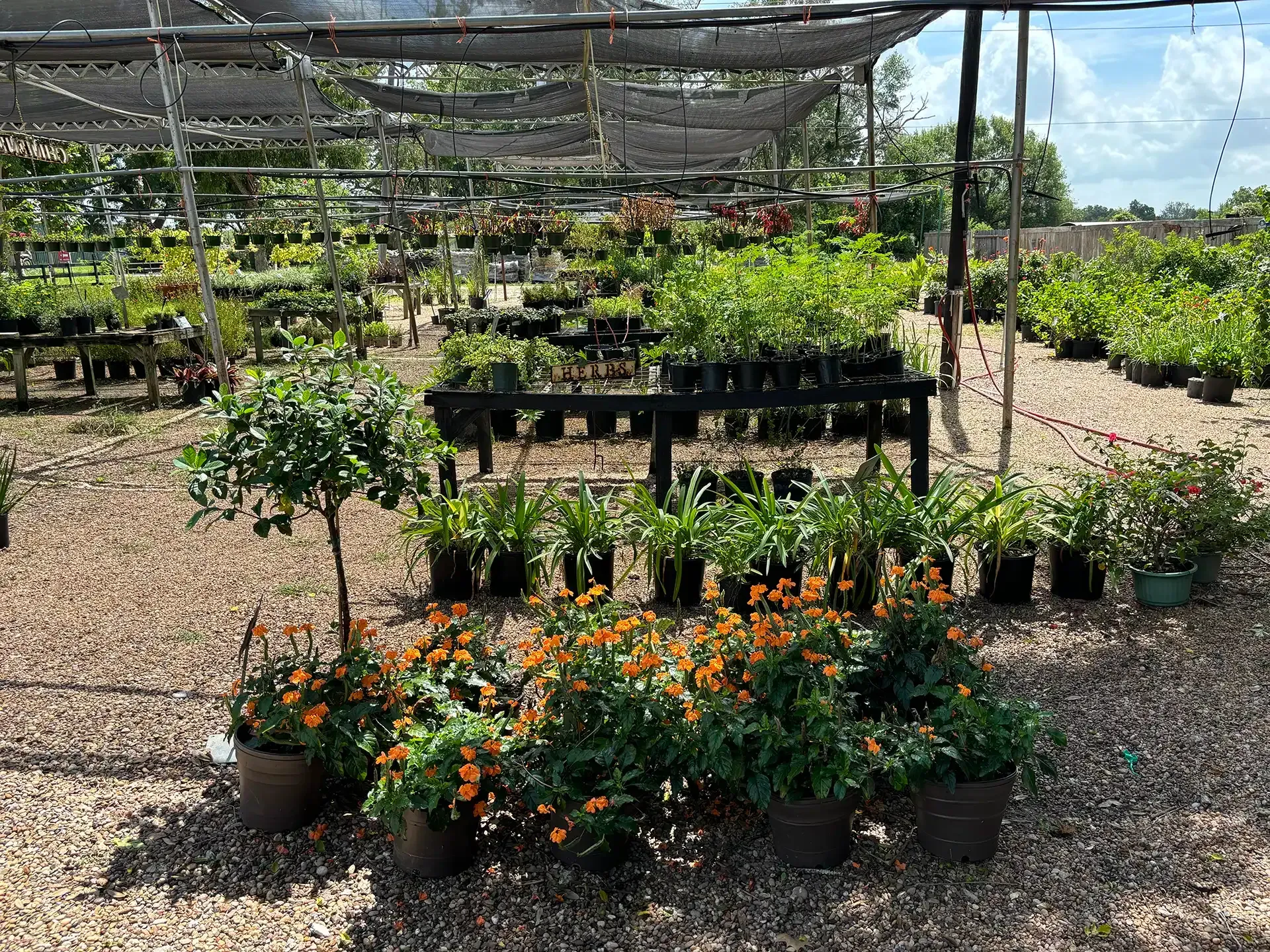 Outdoor plant nursery with rows of potted flowers and seedlings under shade netting