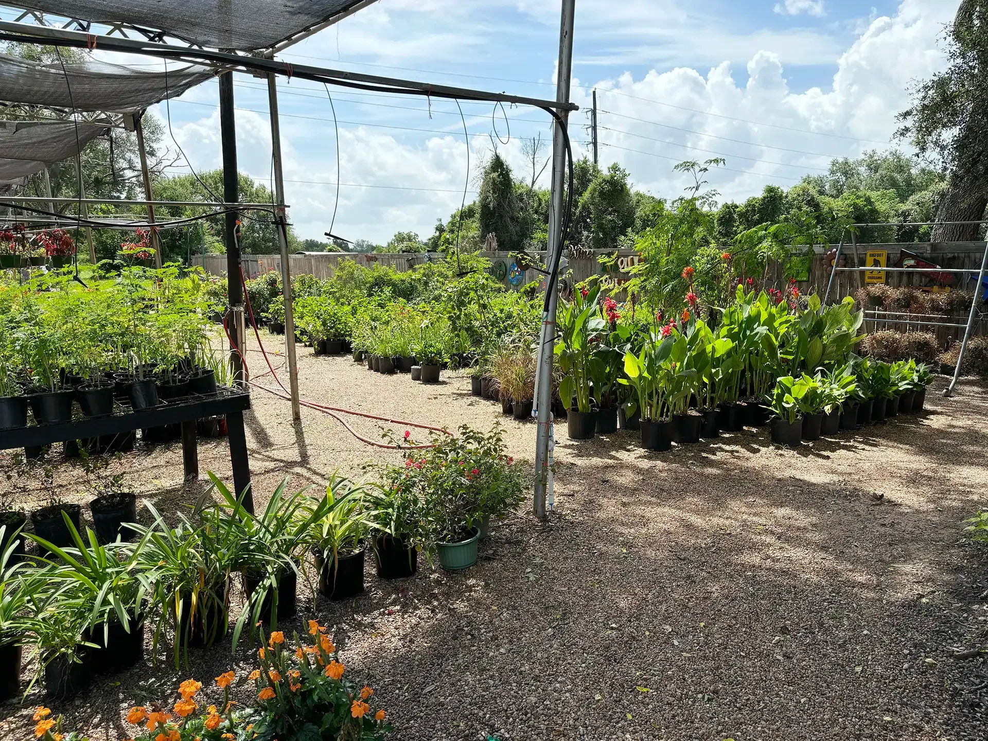Outdoor plant nursery with potted flowers and greenery under shade cloth, on a gravel path