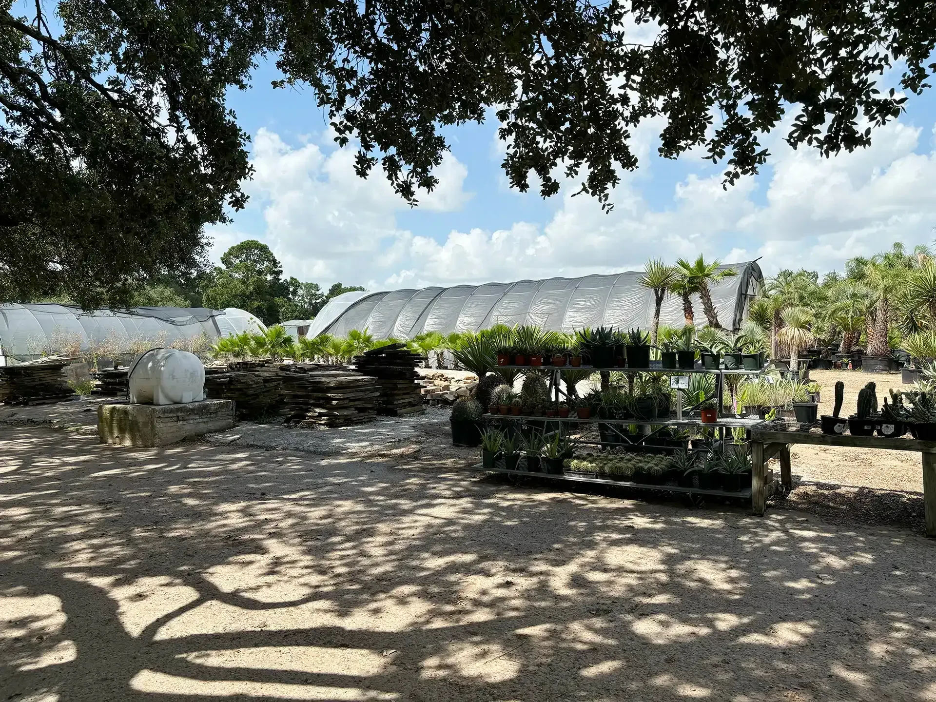 Outdoor garden center with rows of potted plants, a greenhouse, and tree shade