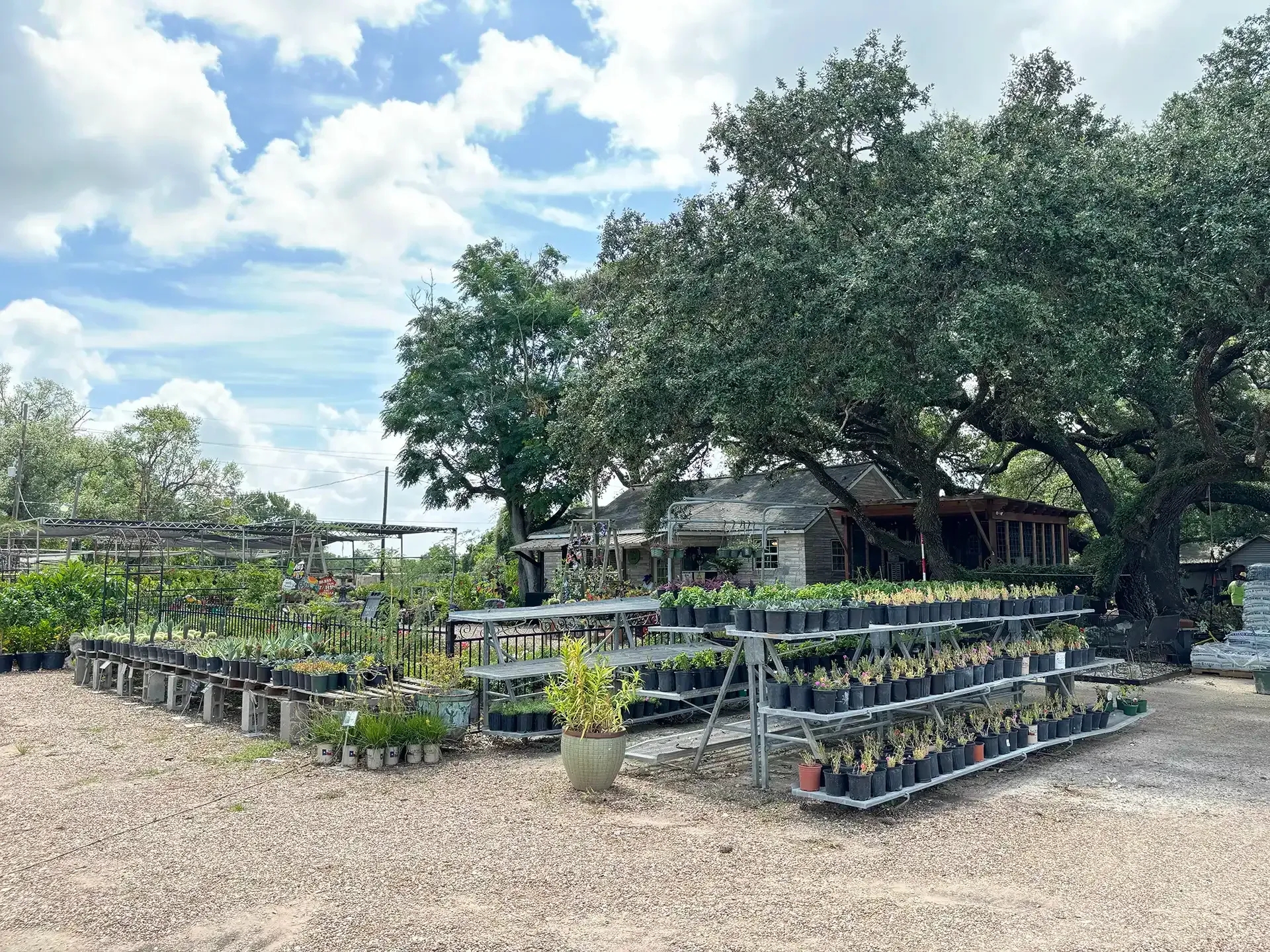 Potted plants displayed outdoors beside a large tree and rustic building under a cloudy sky