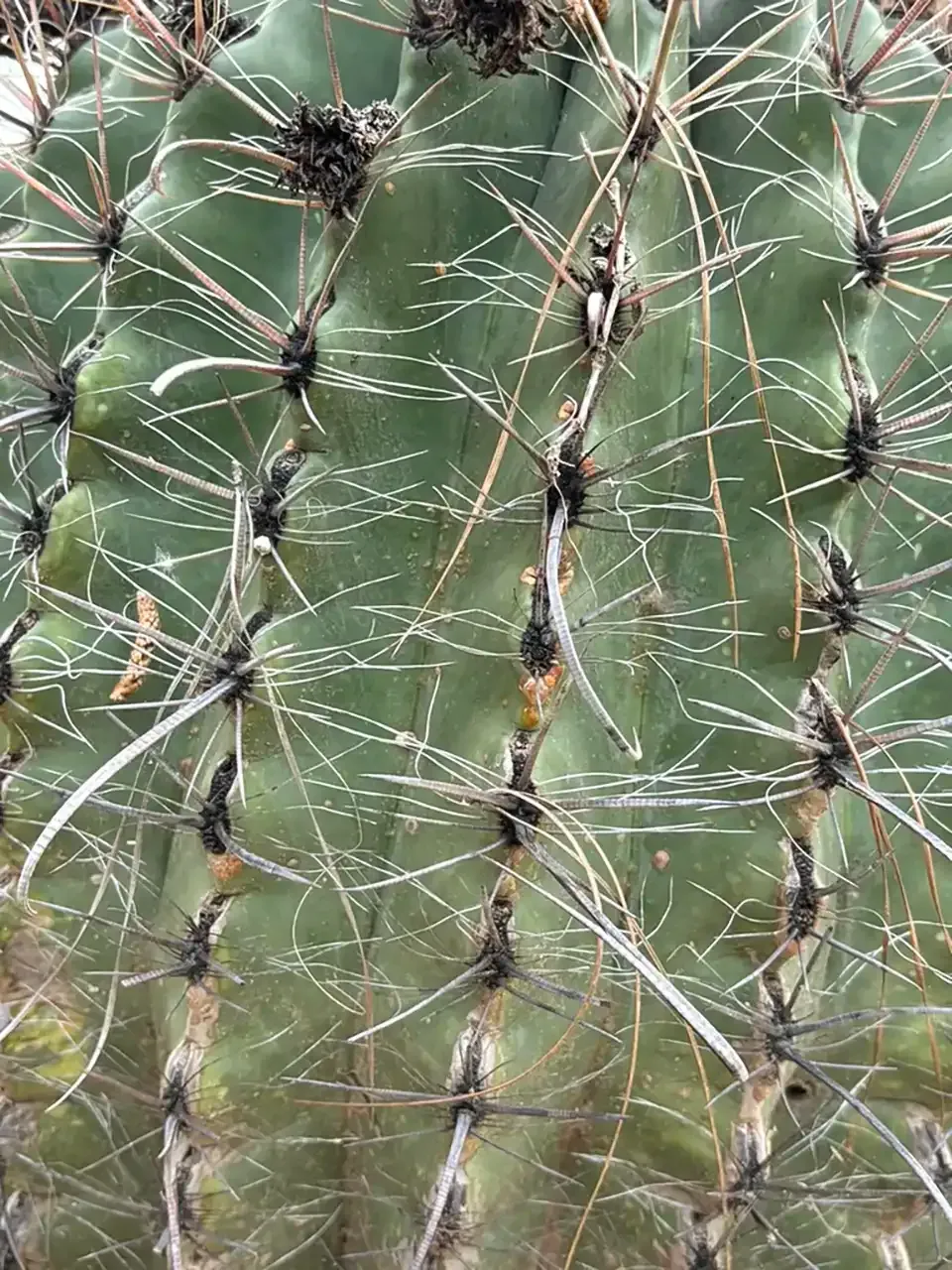 Close-up of a green cactus with long white spines and dark vertical grooves