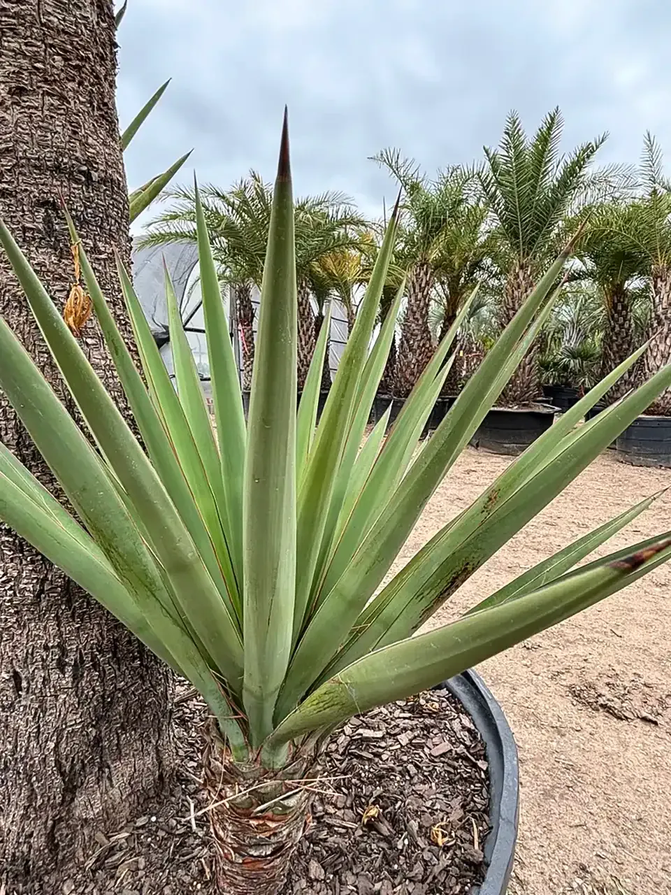 Spiky green agave plant in a garden beside a tree trunk and palm trees