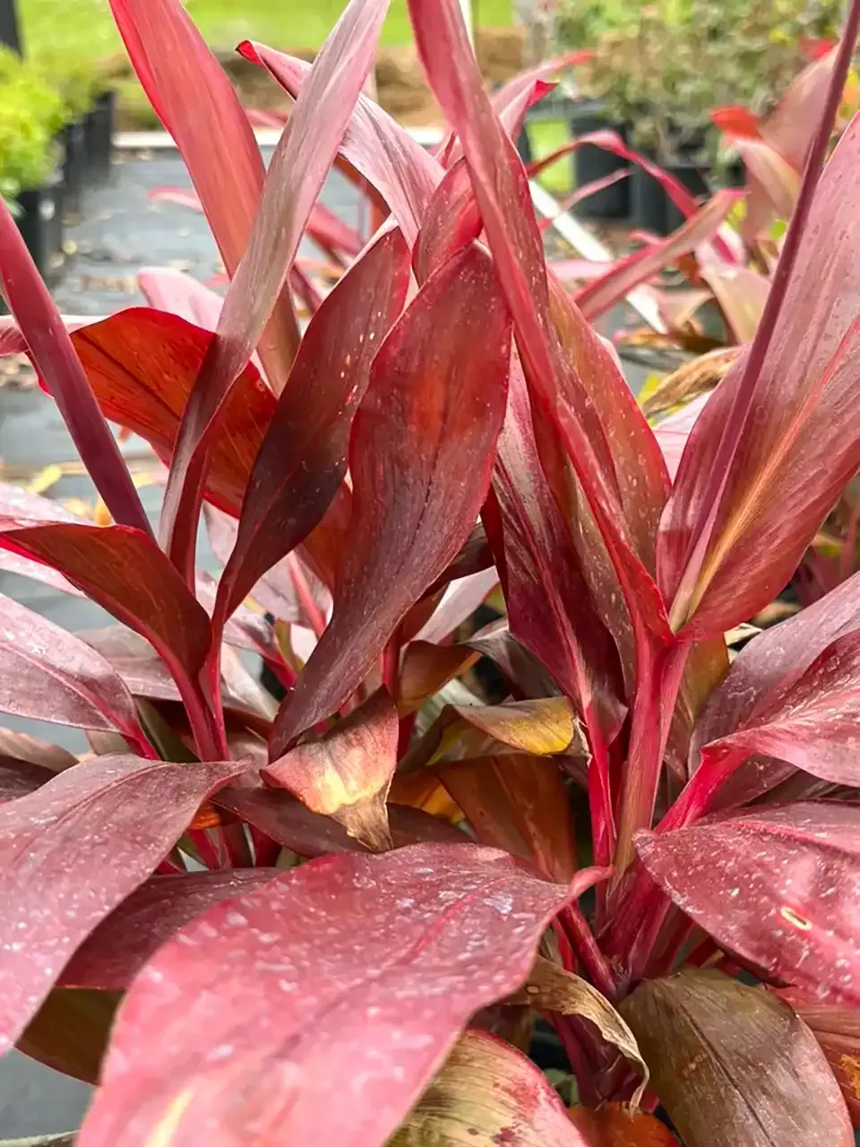 Close-up of red tropical leaves with narrow pointed blades in a garden setting