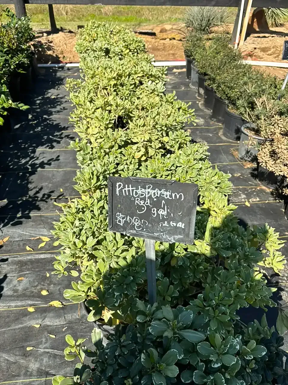 Potted rosemary plants in a nursery row with a small chalk sign in front