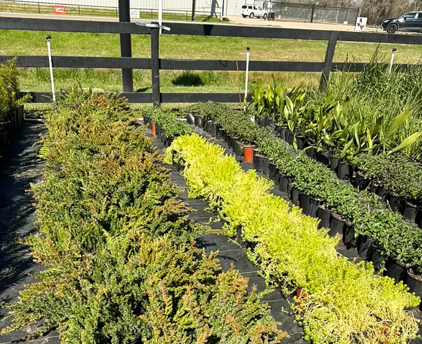 Rows of potted plants in a sunny garden nursery, with green and yellow foliage and a wooden fence behind.