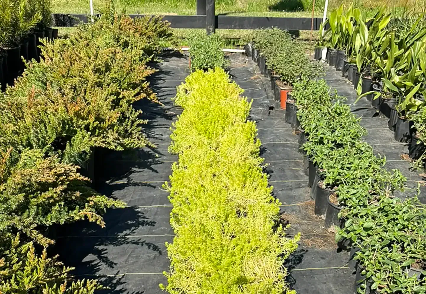 Rows of potted shrubs and bright yellow-green plants in a nursery bed outdoors