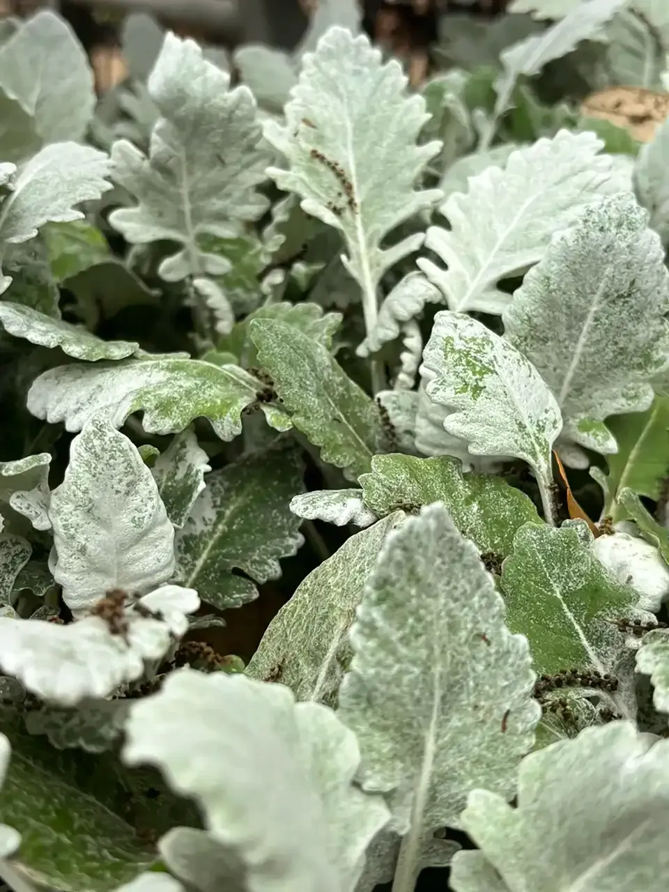 Close-up of dusty green silvery leaves in a dense plant bed