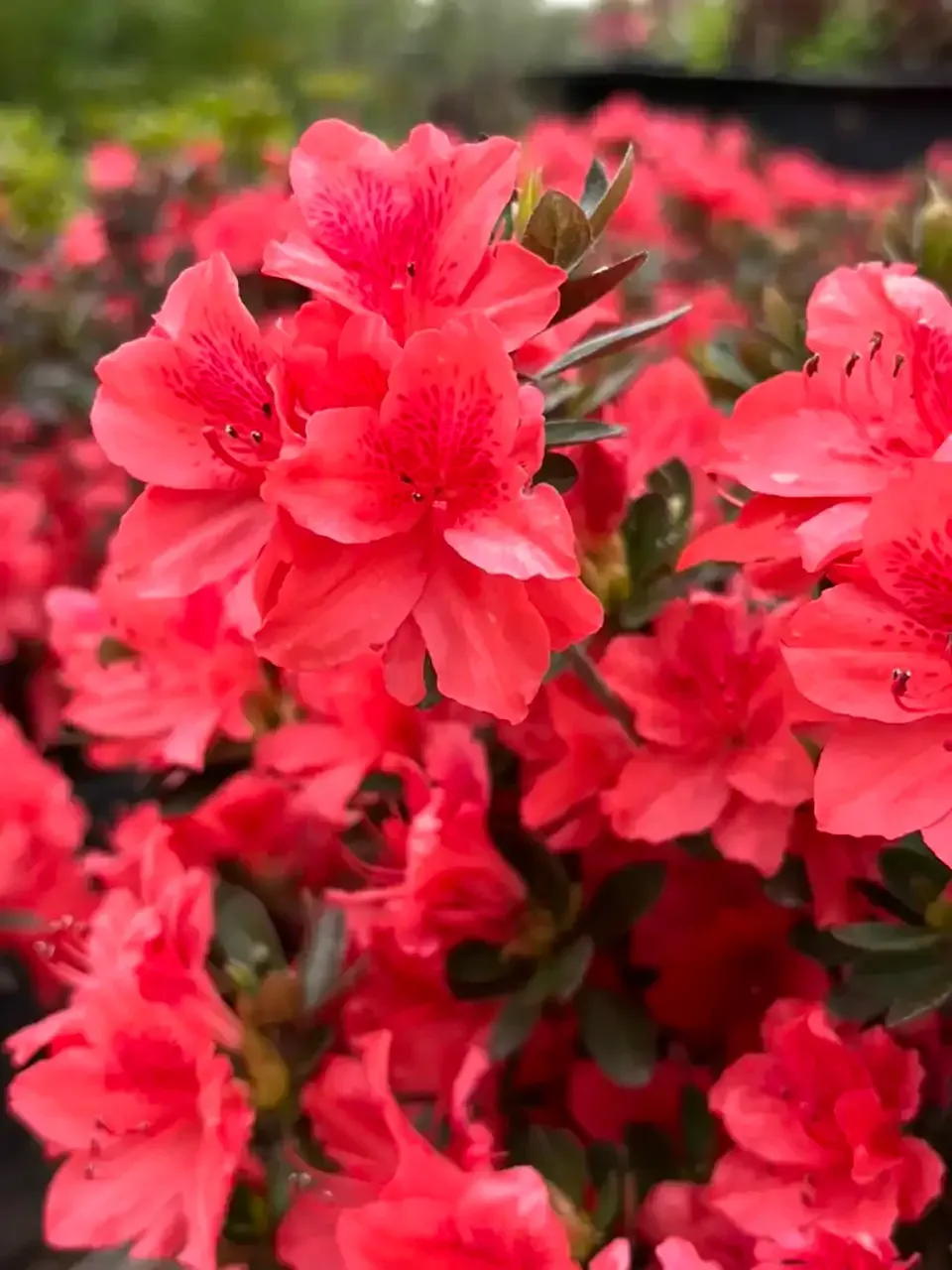 Bright pink azalea flowers blooming densely in a garden
