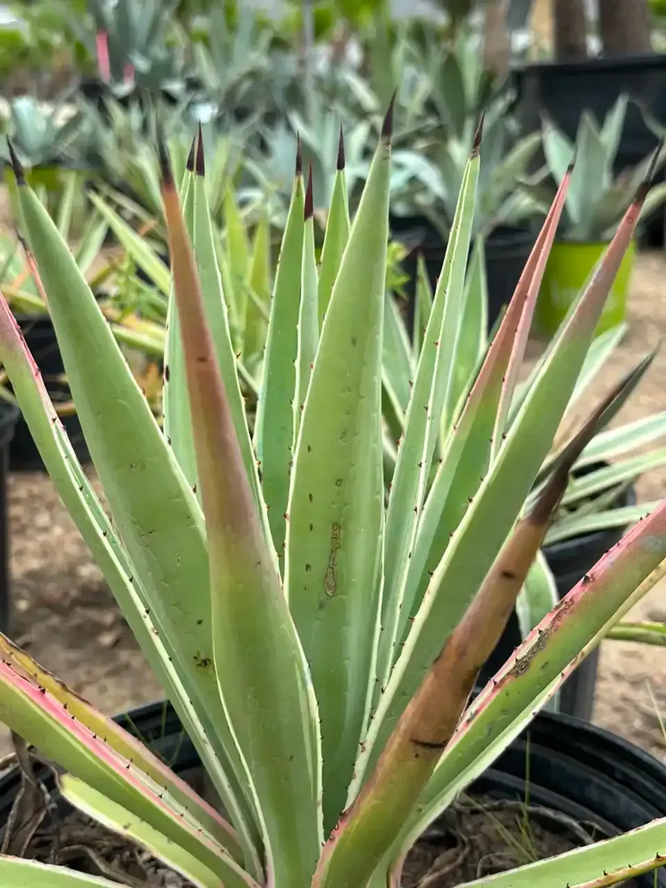 Potted succulent with long green leaves and reddish tips in a nursery