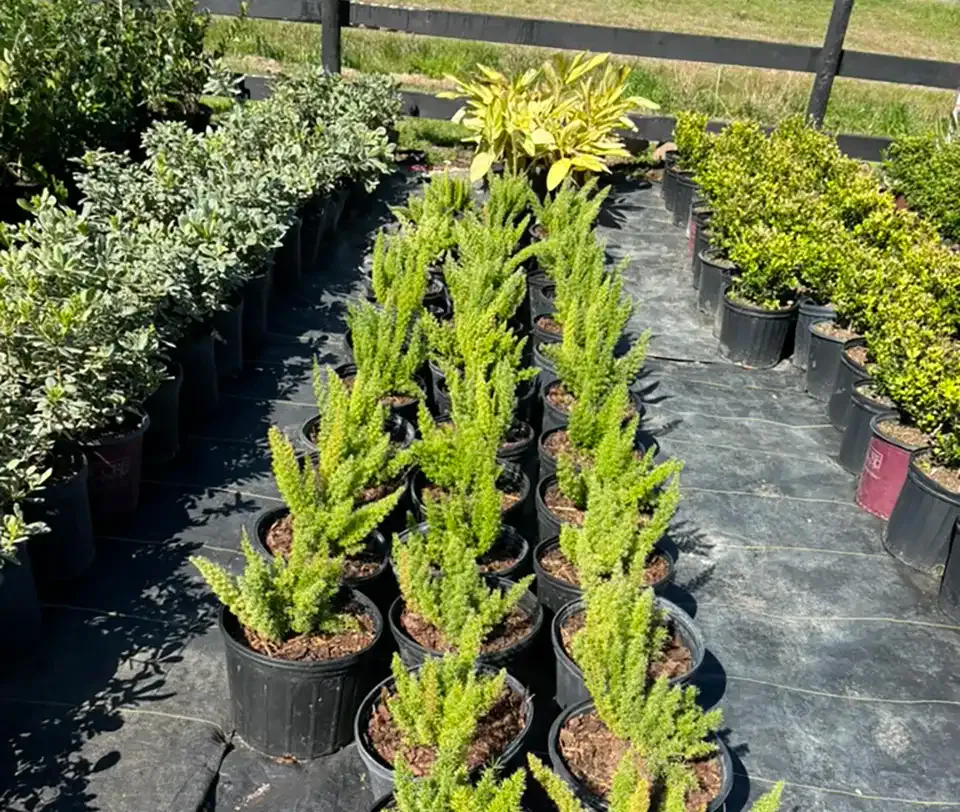 Rows of potted green plants in a nursery, with black pots on ground cover under bright sunlight