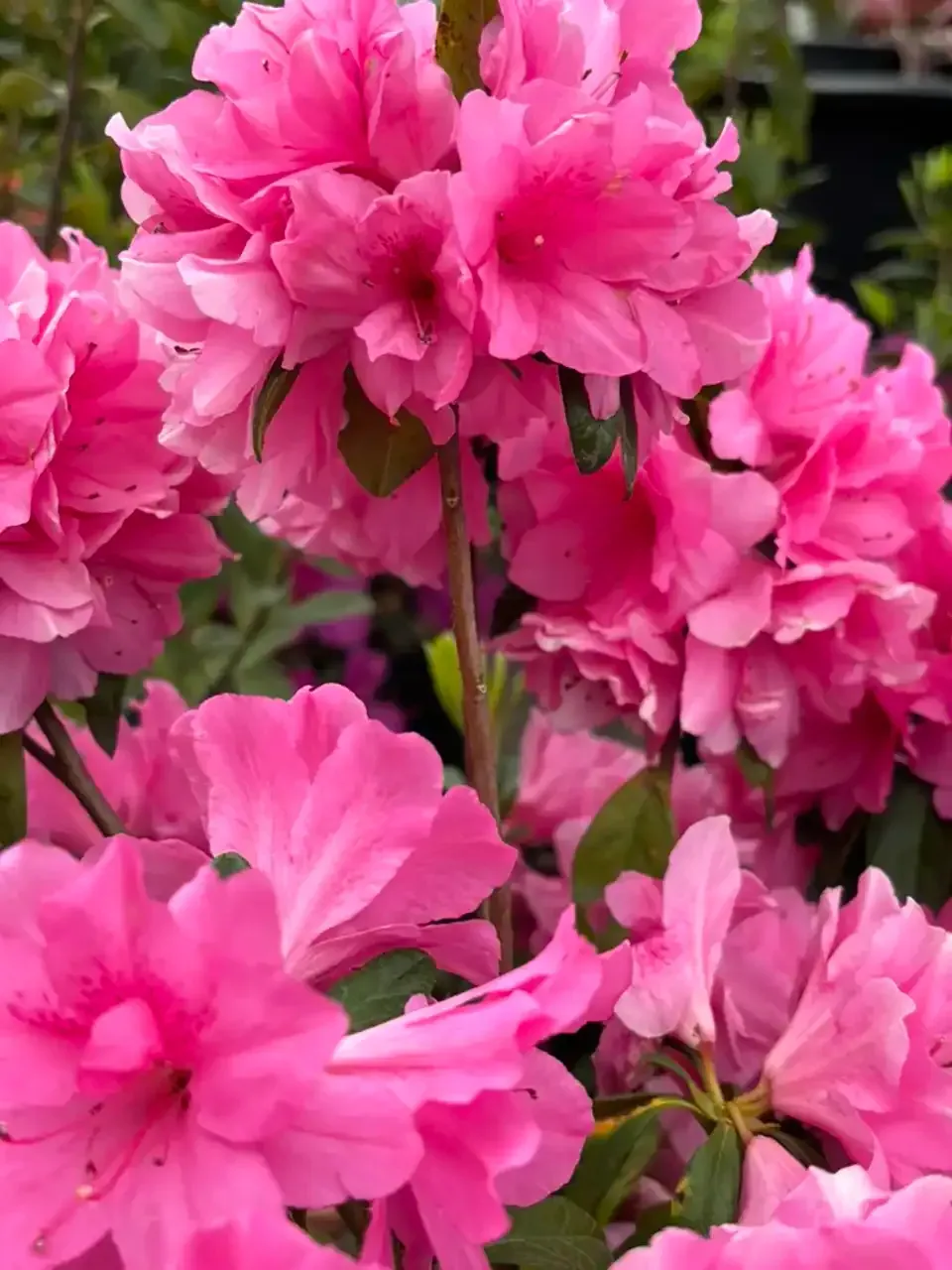 Bright pink blossoms clustered on branches in a close-up garden view