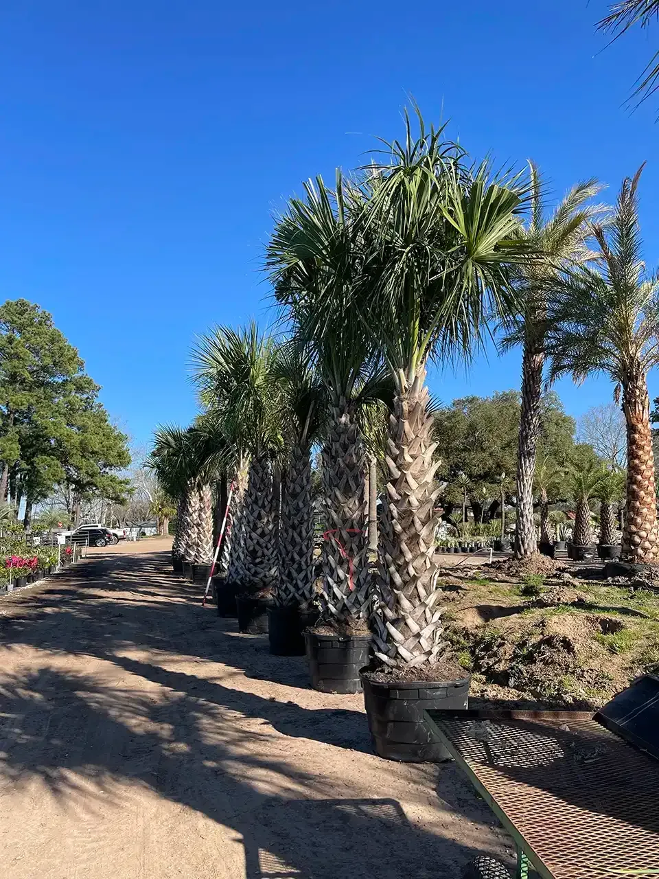 Rows of potted palm trees along a sunny dirt path under a clear blue sky.