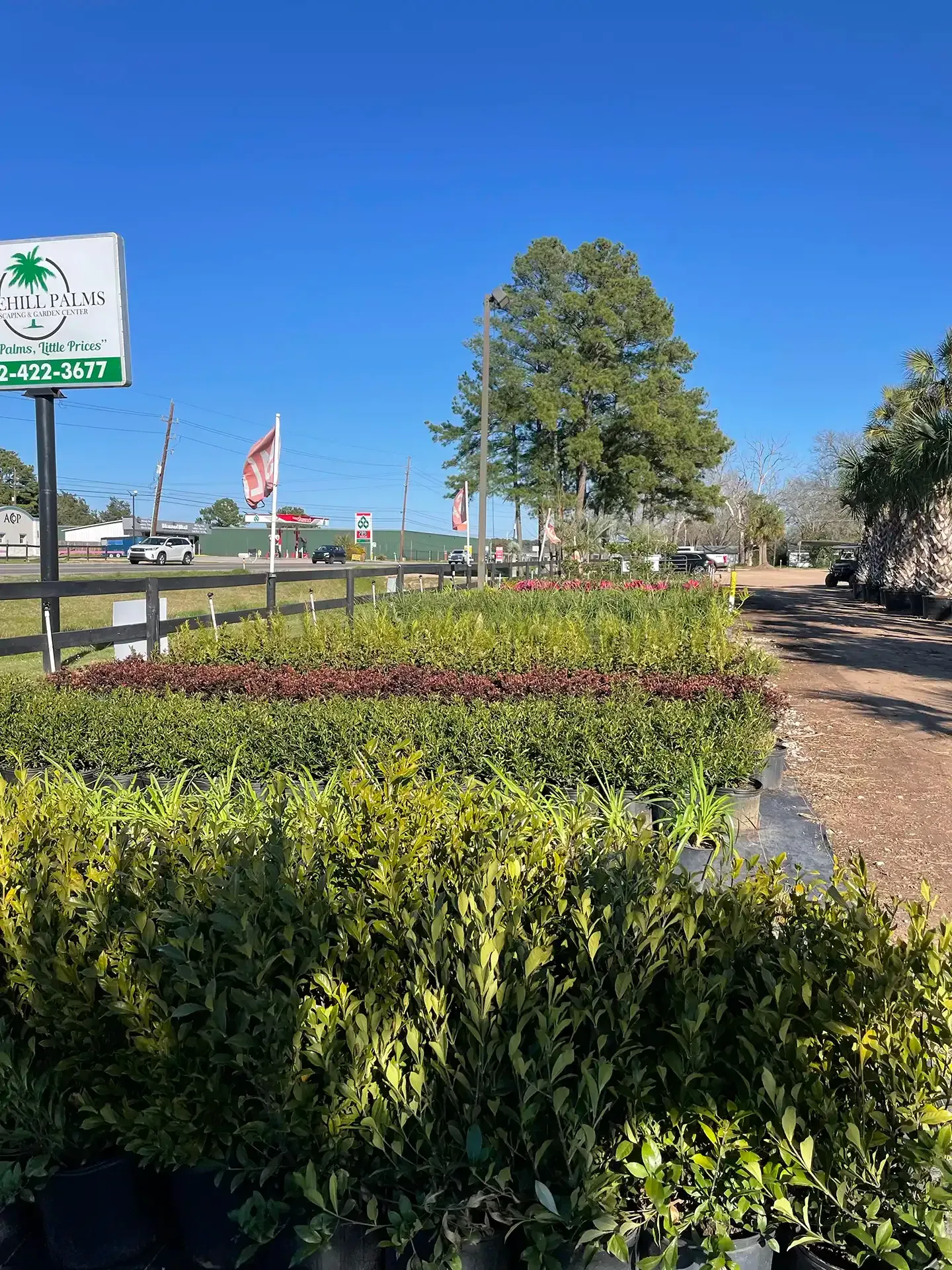 Landscaped roadside with green and red shrubs, a large tree, and a sign under a bright blue sky