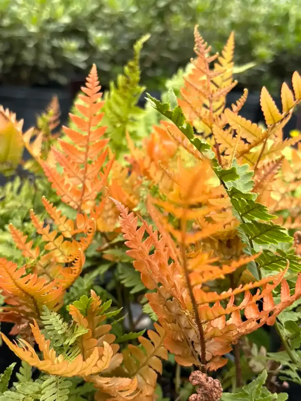 Orange and green fern fronds in a garden close-up
