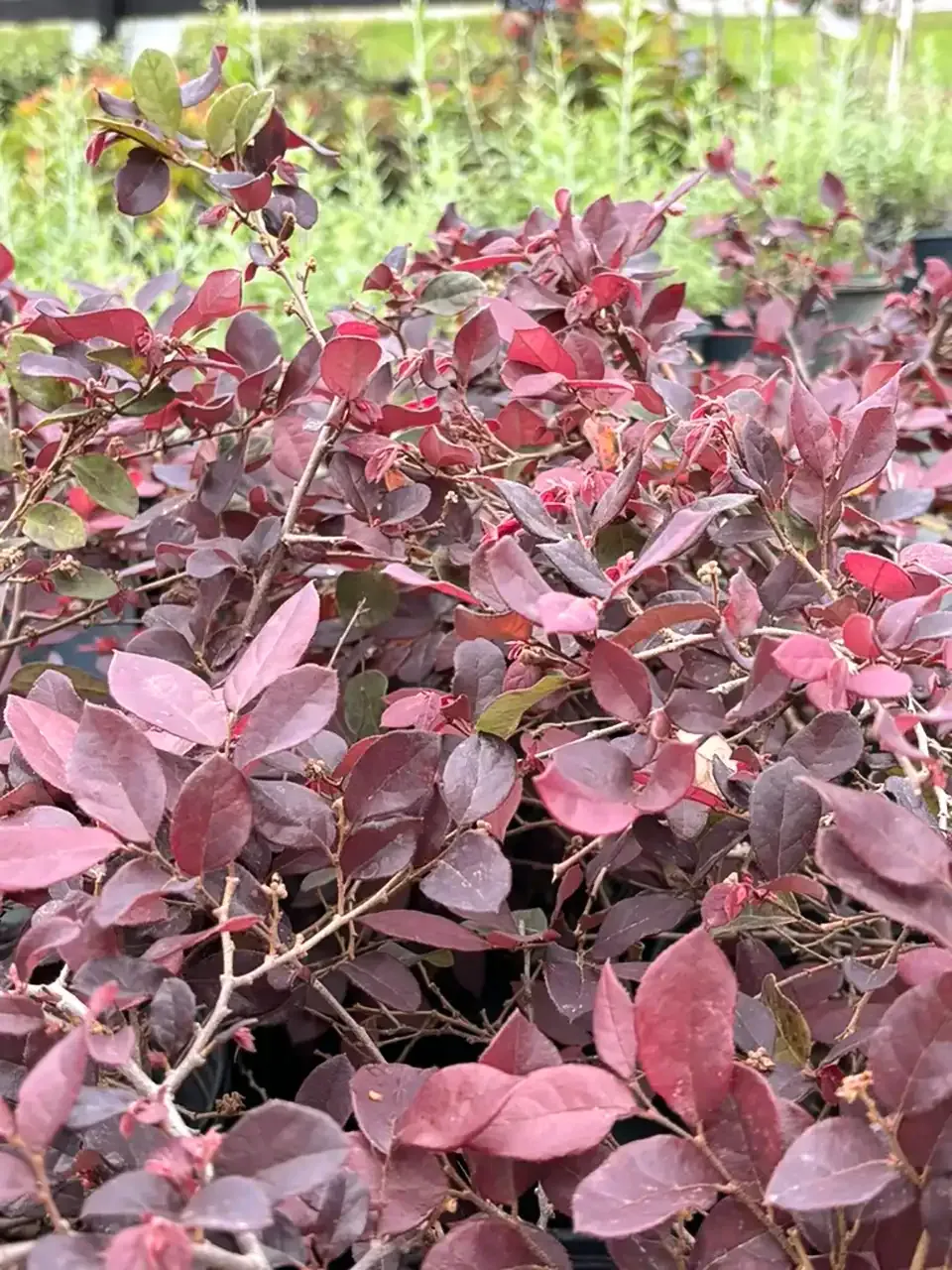 Cluster of reddish-purple shrub leaves in a garden, with green plants blurred in the background
