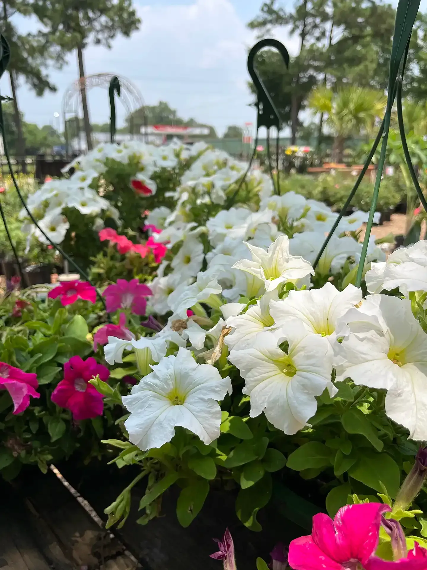 Colorful petunias in pink, white, and yellow bloom in a garden bed outdoors.